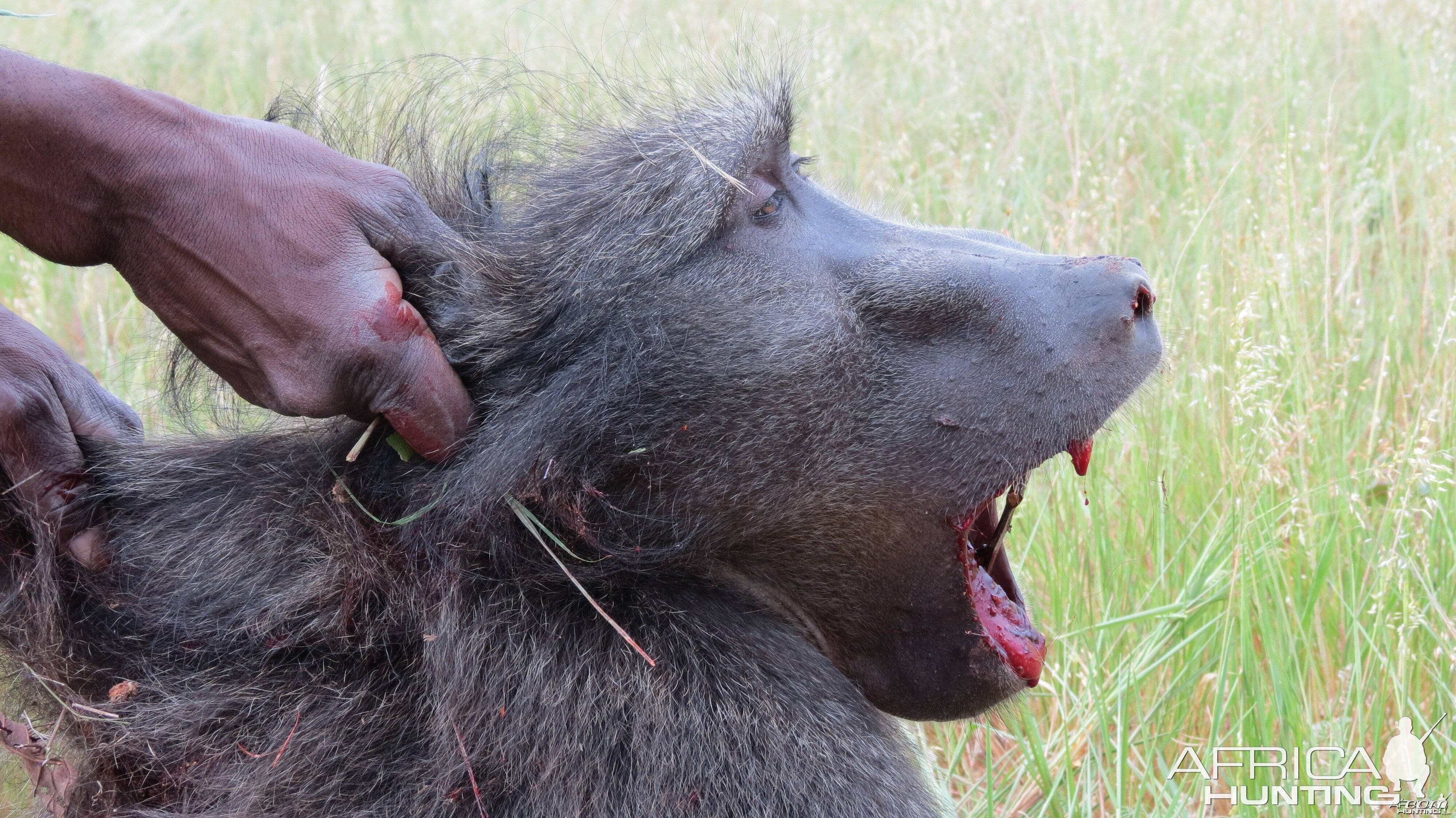 Chacma Baboon Namibia