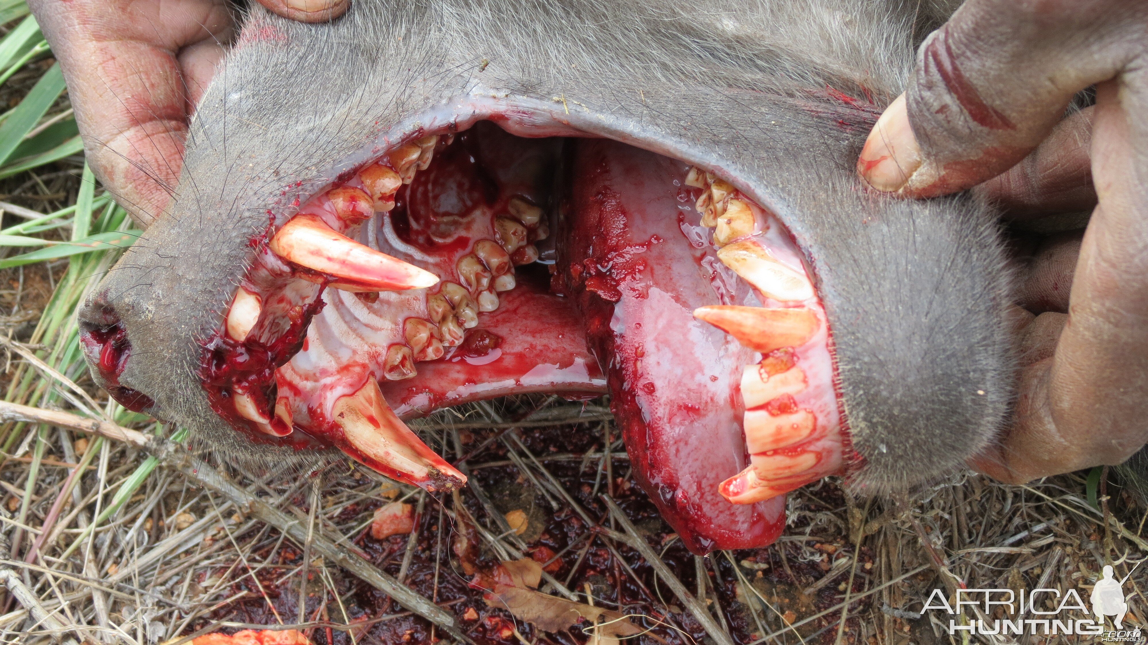 Chacma Baboon Namibia