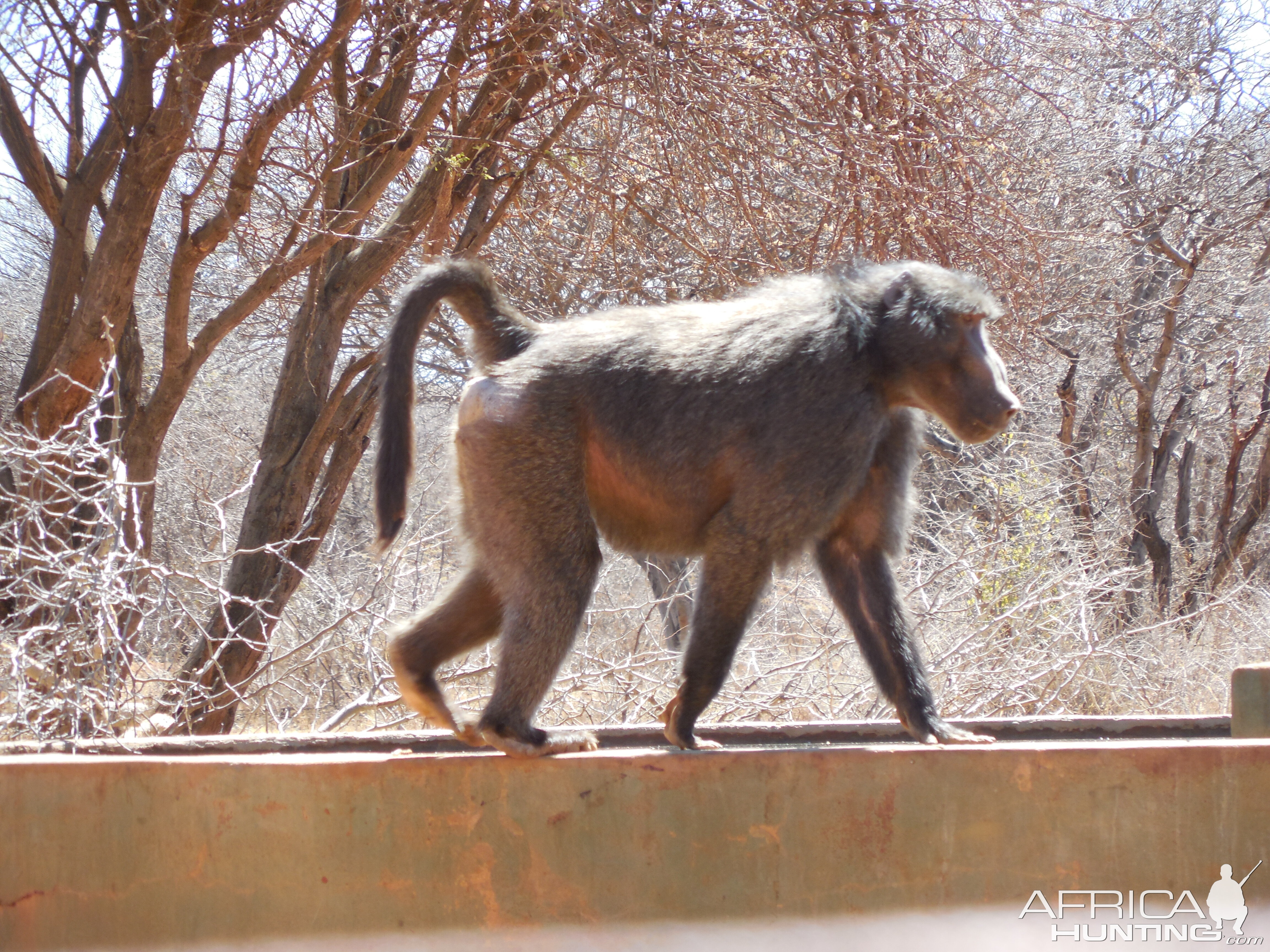 Chacma Baboon Namibia