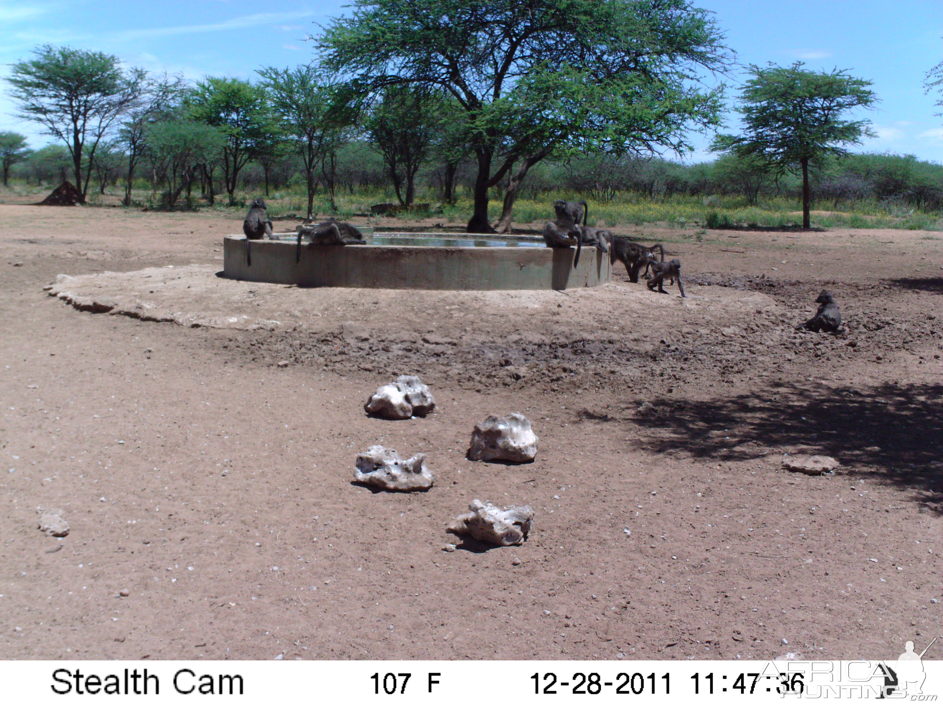 Chacma Baboon Trail Camera Namibia