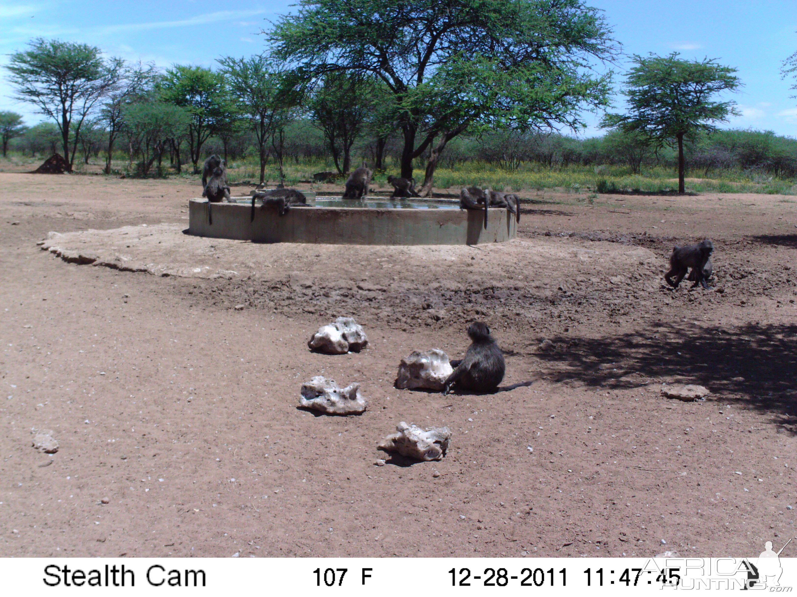 Chacma Baboon Trail Camera Namibia