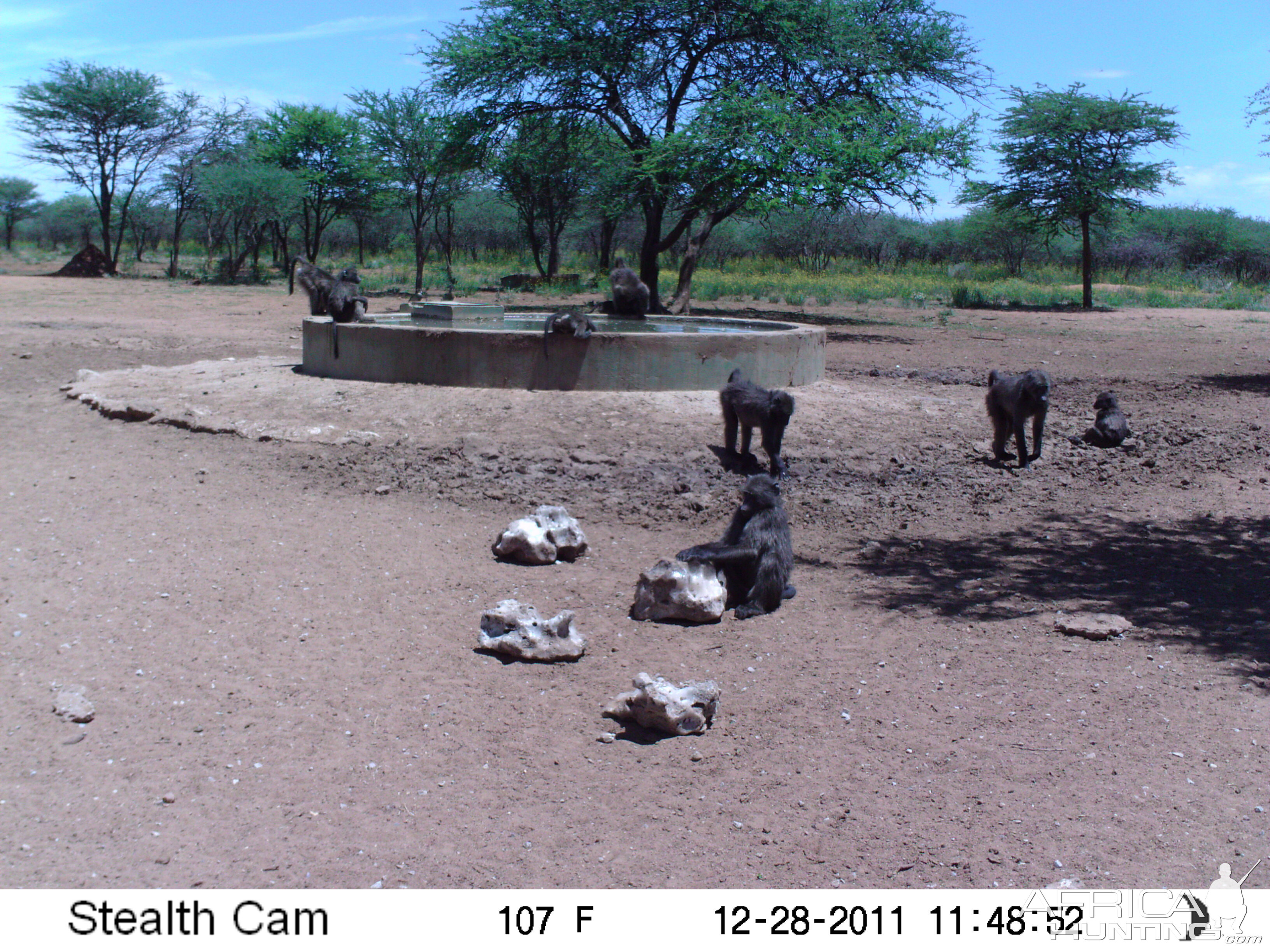 Chacma Baboon Trail Camera Namibia