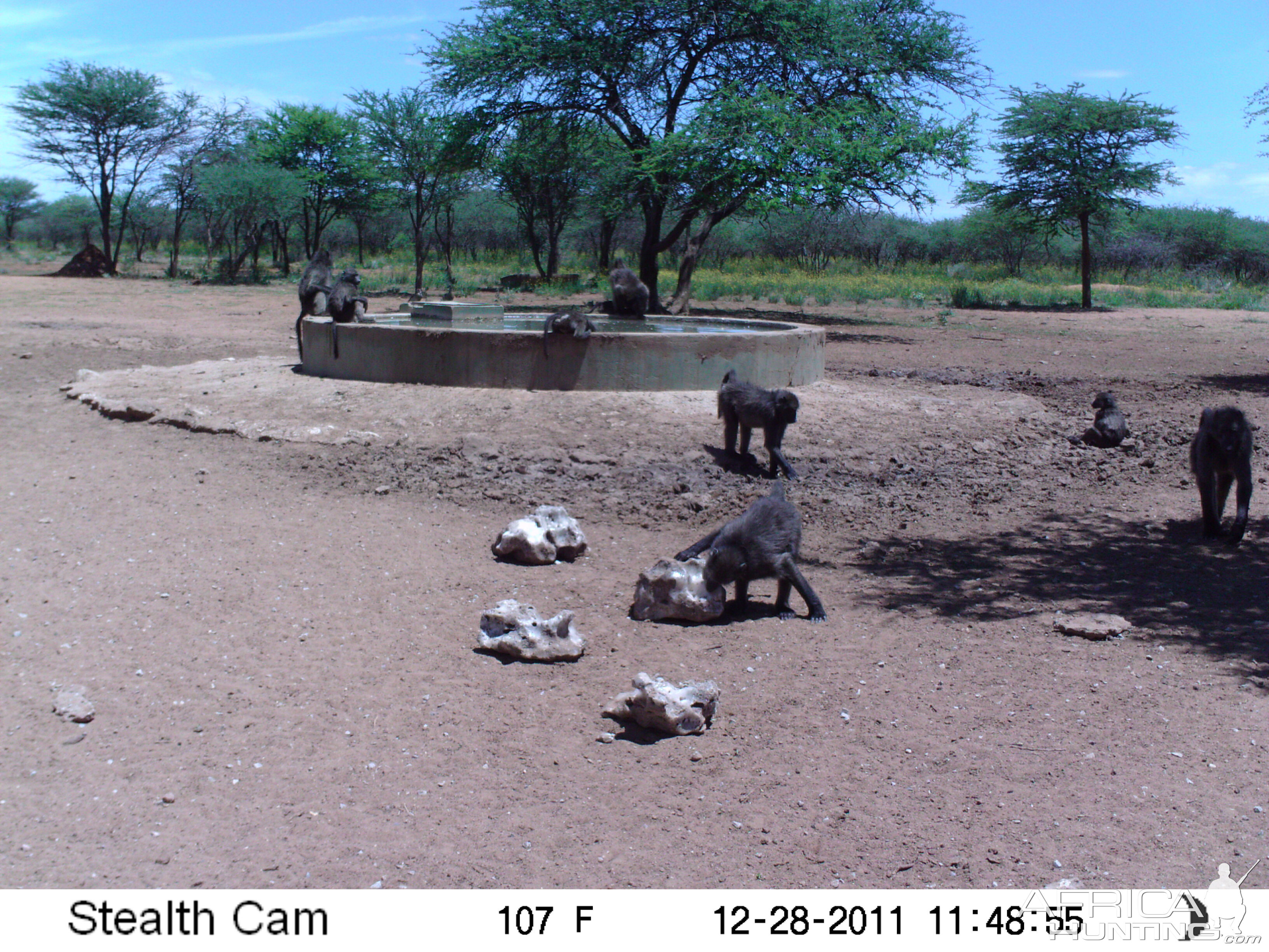 Chacma Baboon Trail Camera Namibia