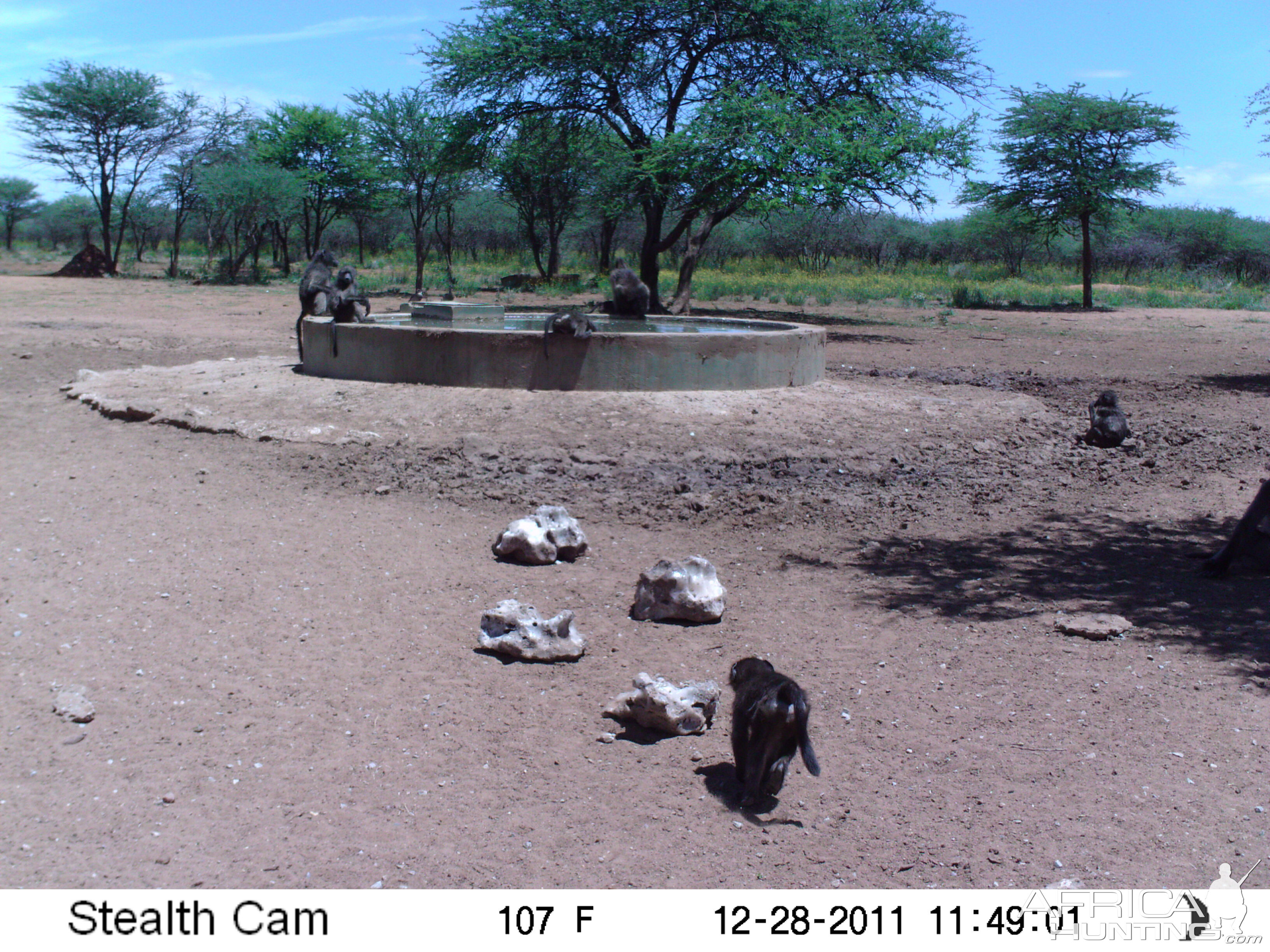 Chacma Baboon Trail Camera Namibia