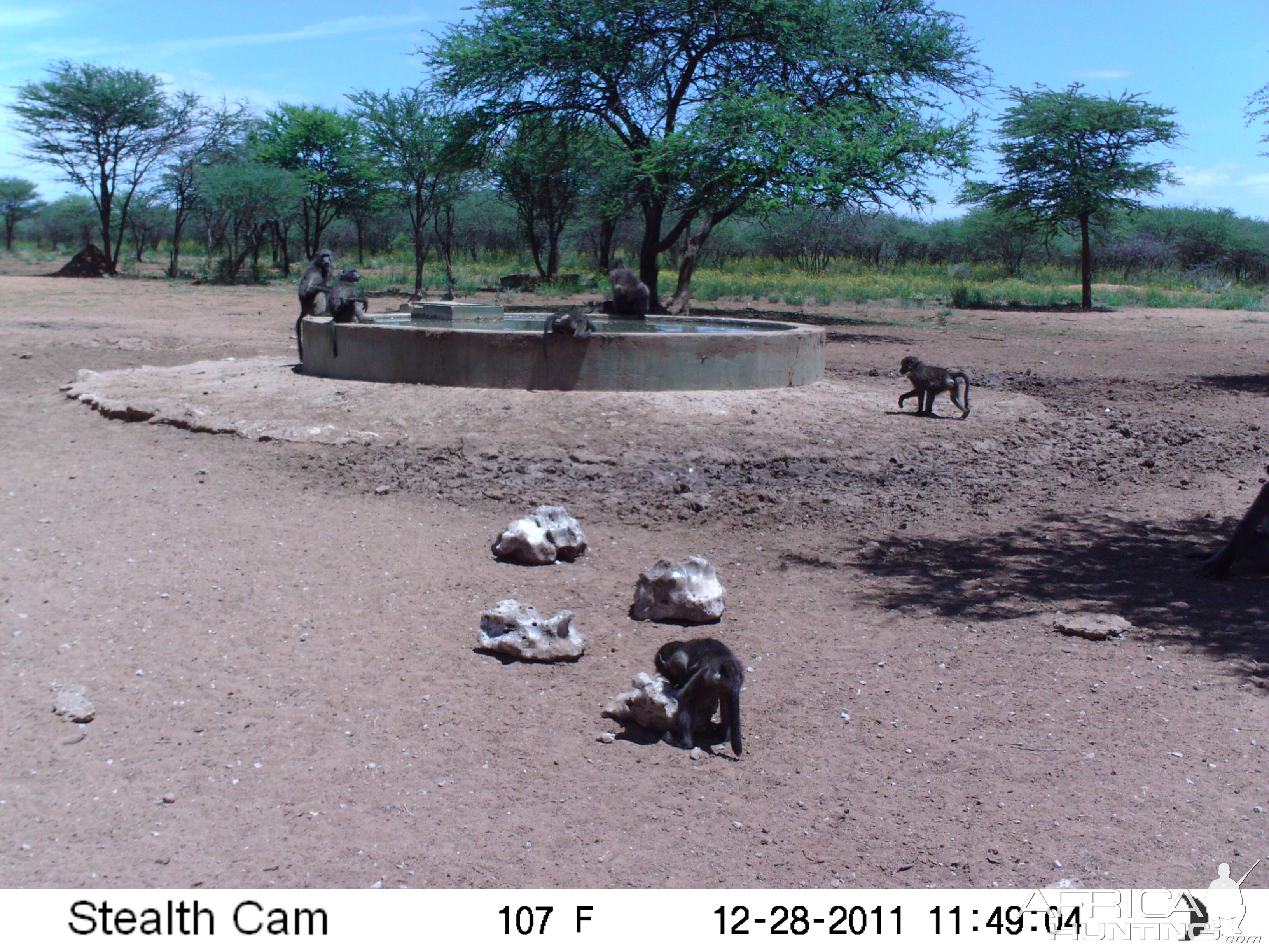 Chacma Baboon Trail Camera Namibia