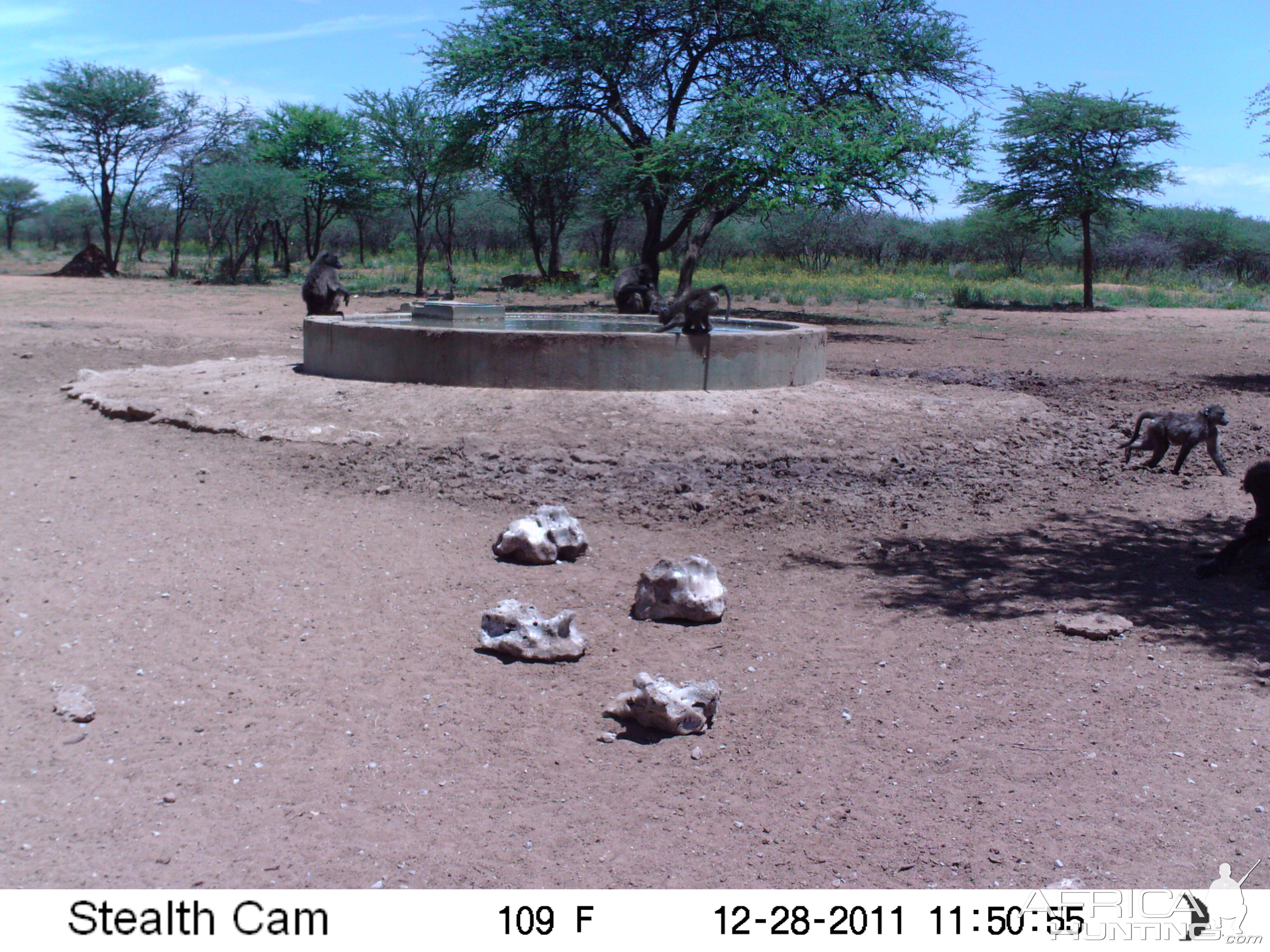 Chacma Baboon Trail Camera Namibia