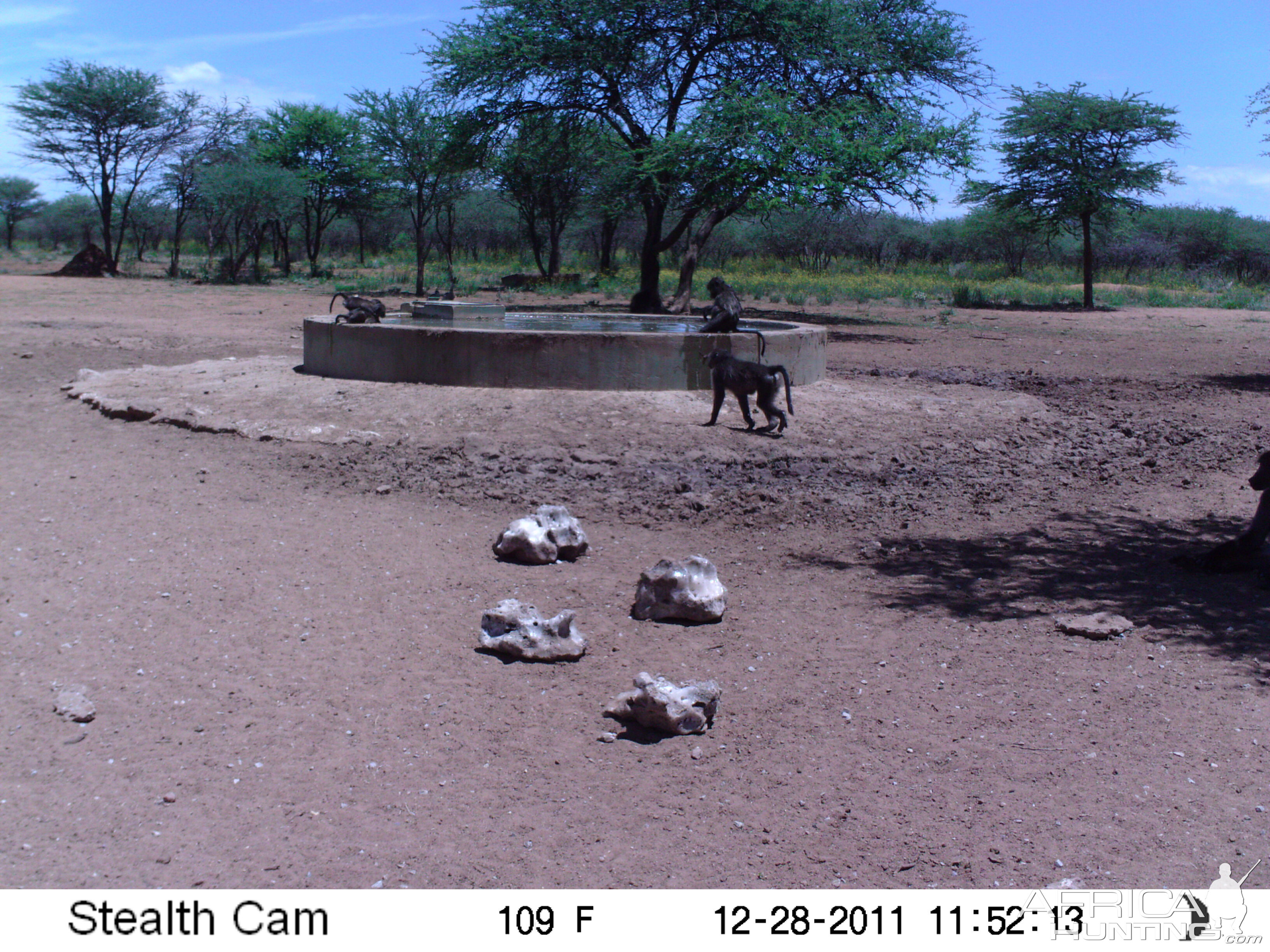 Chacma Baboon Trail Camera Namibia