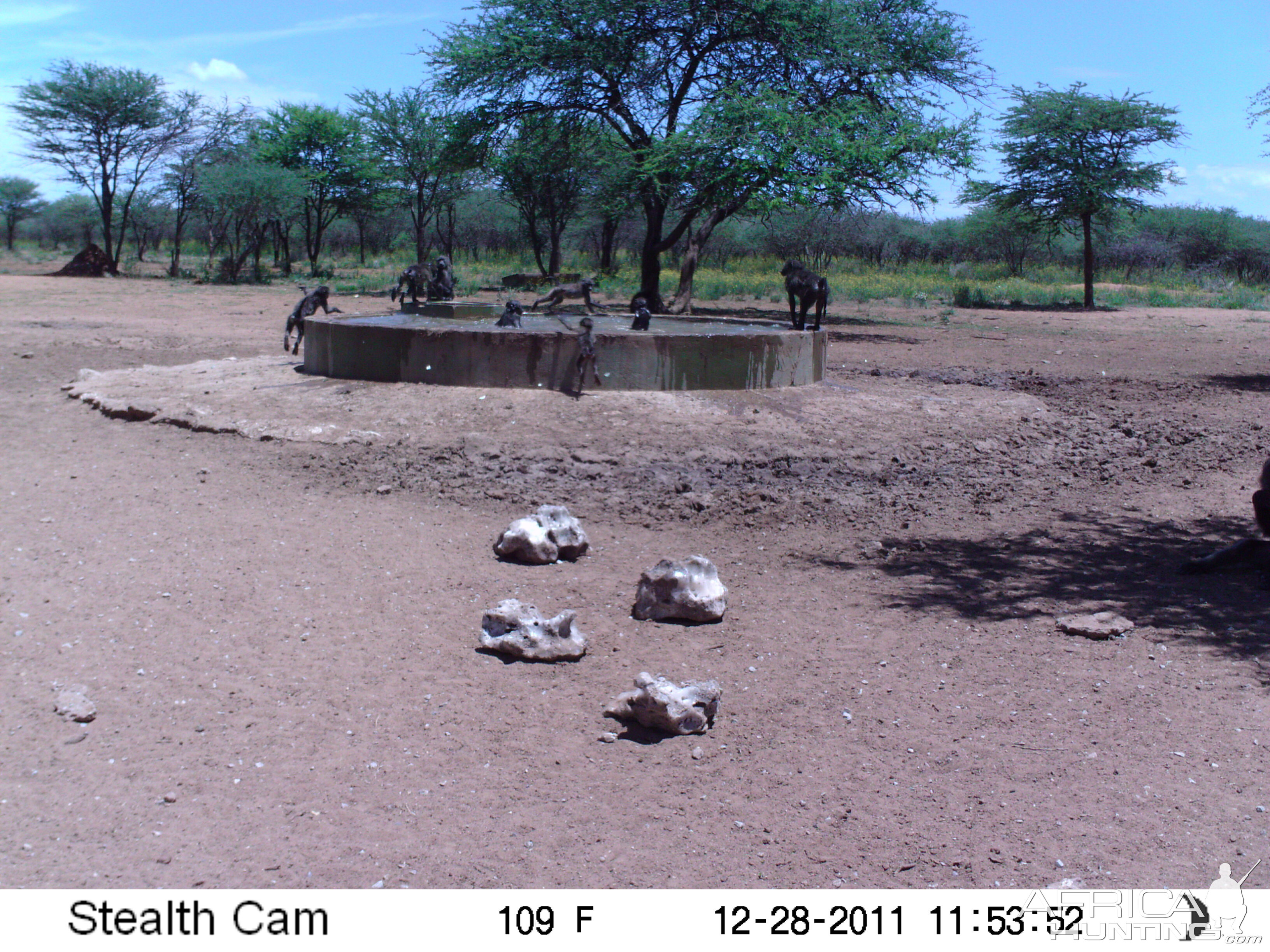 Chacma Baboon Trail Camera Namibia