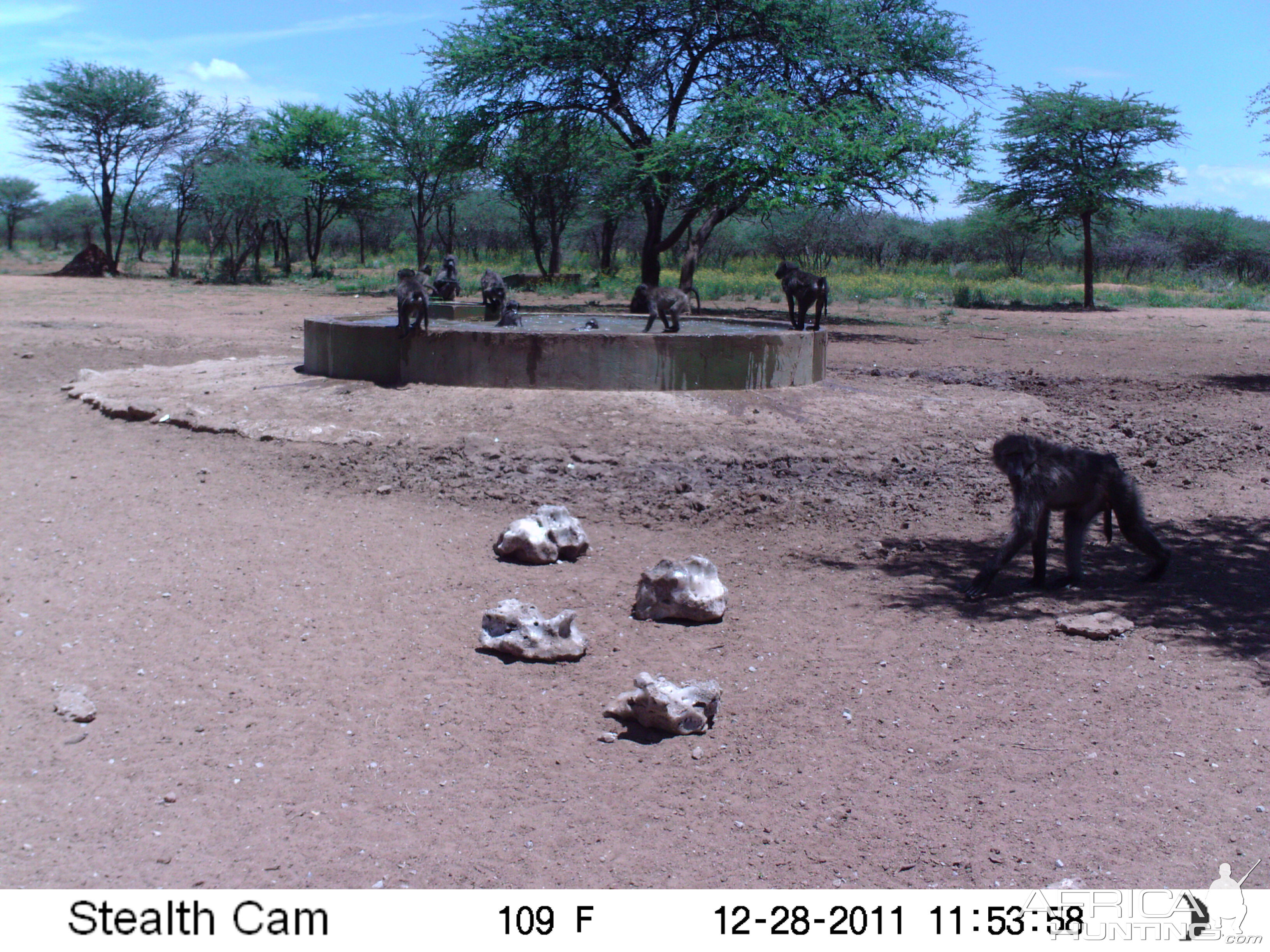 Chacma Baboon Trail Camera Namibia