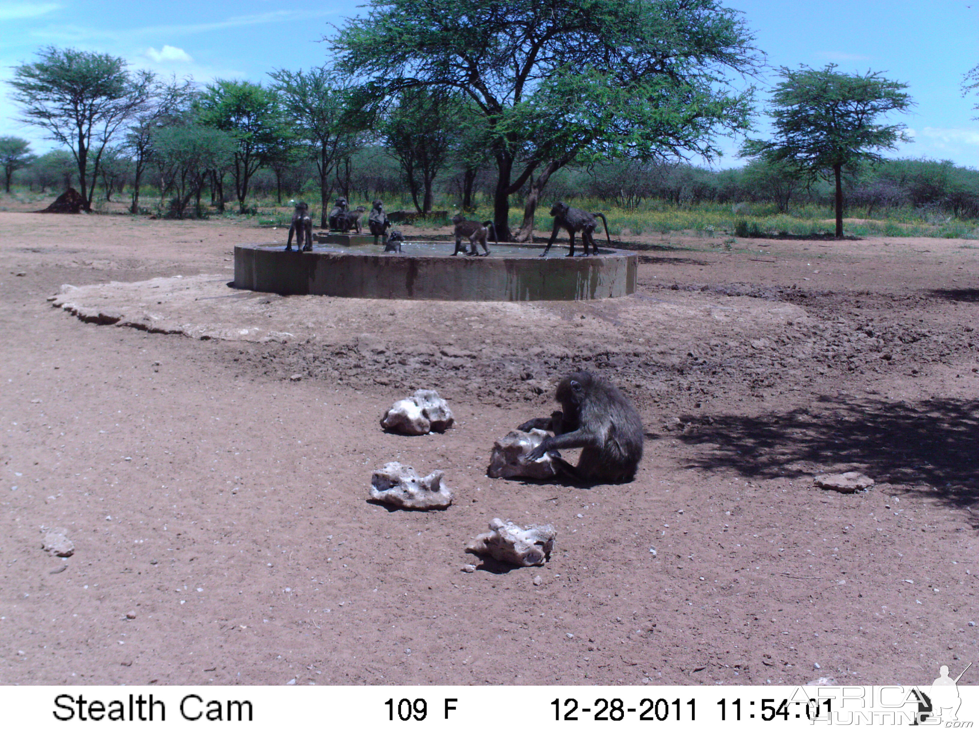 Chacma Baboon Trail Camera Namibia