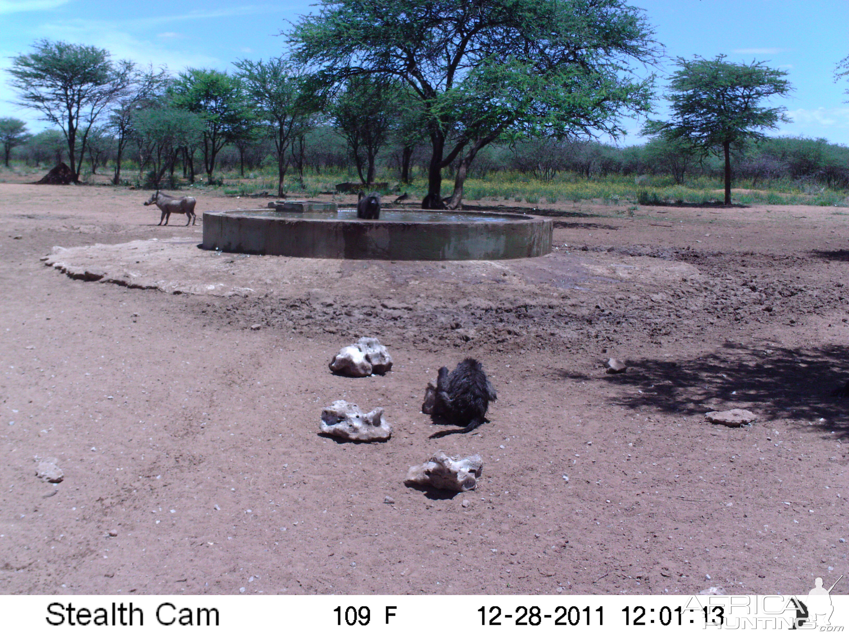 Chacma Baboon Trail Camera Namibia