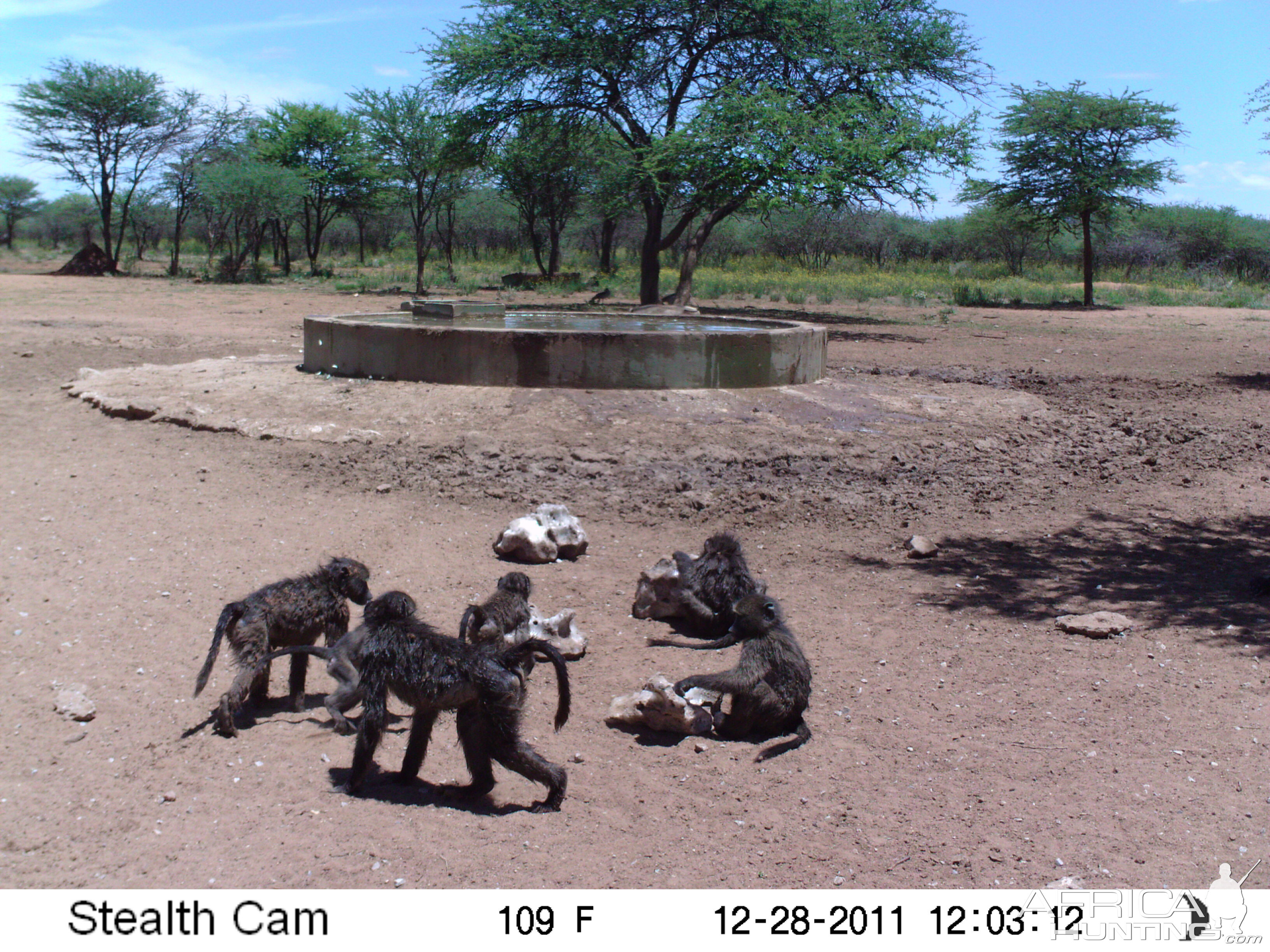 Chacma Baboon Trail Camera Namibia