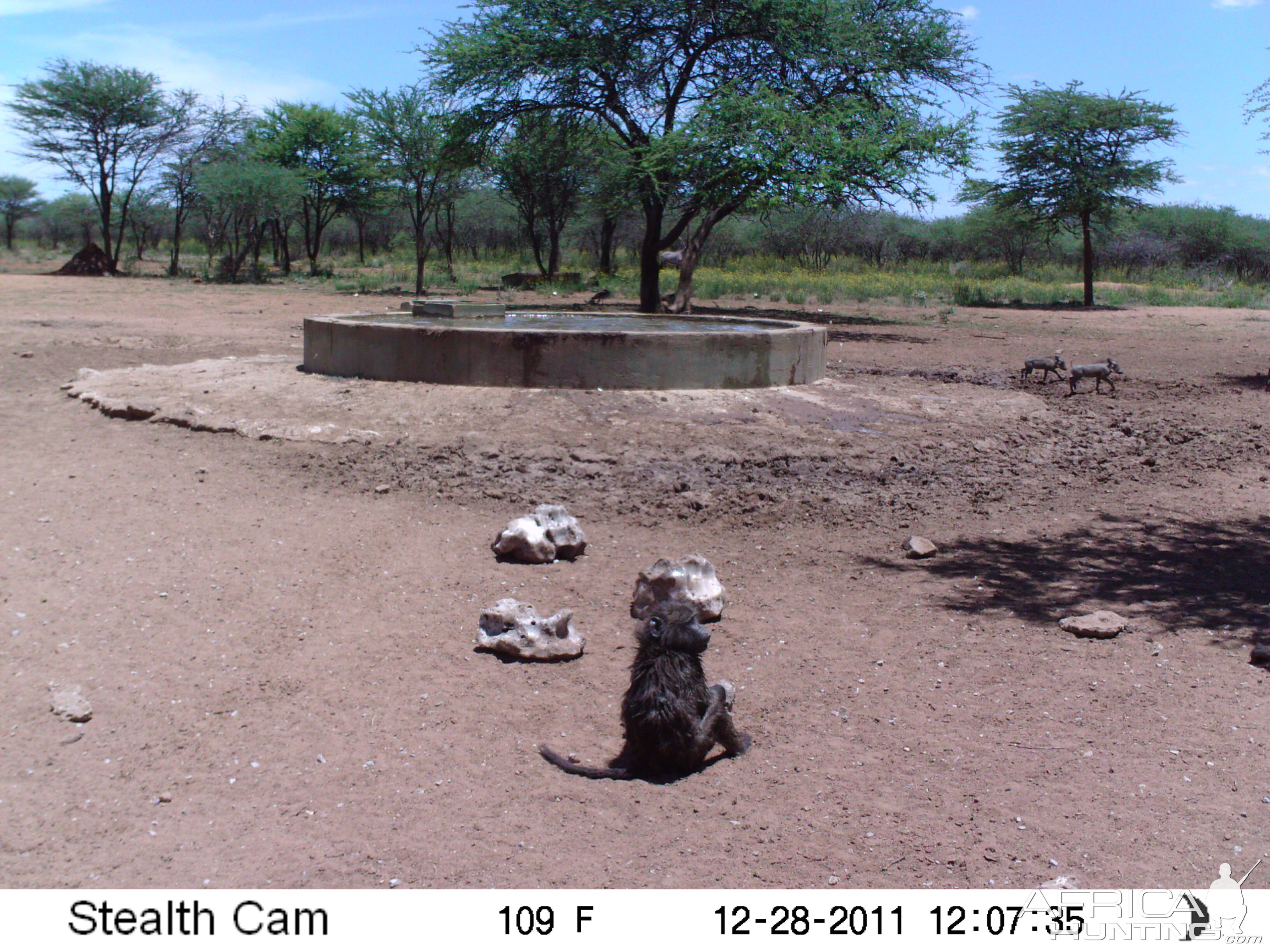 Chacma Baboon Trail Camera Namibia