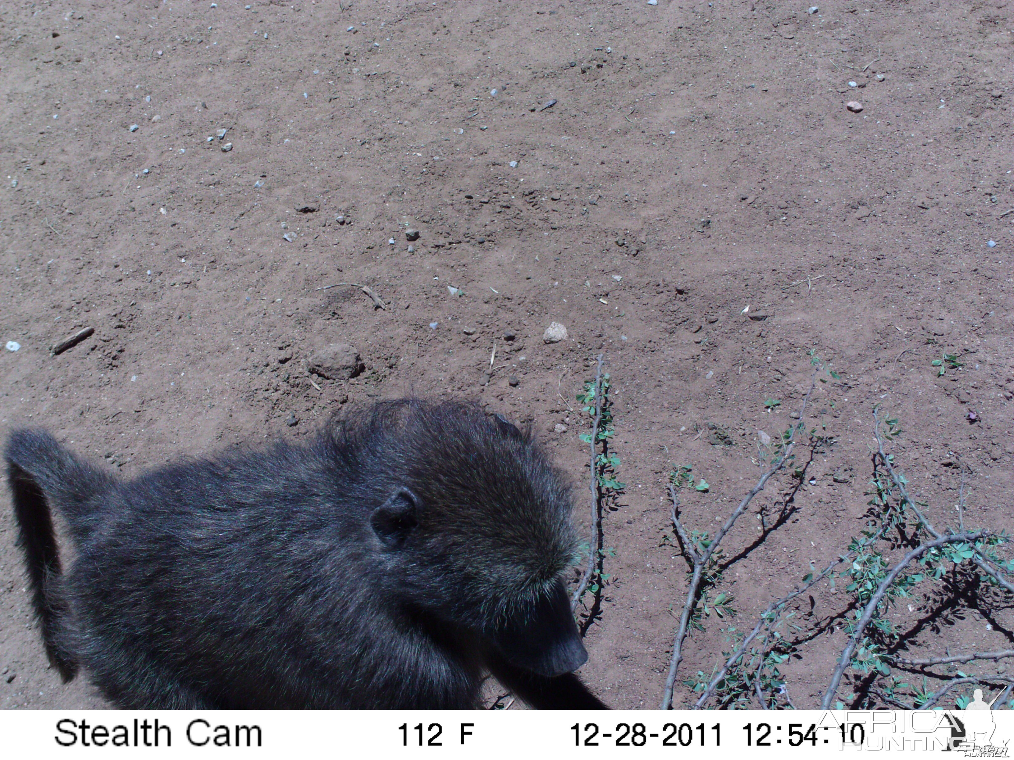 Chacma Baboon Trail Camera Namibia