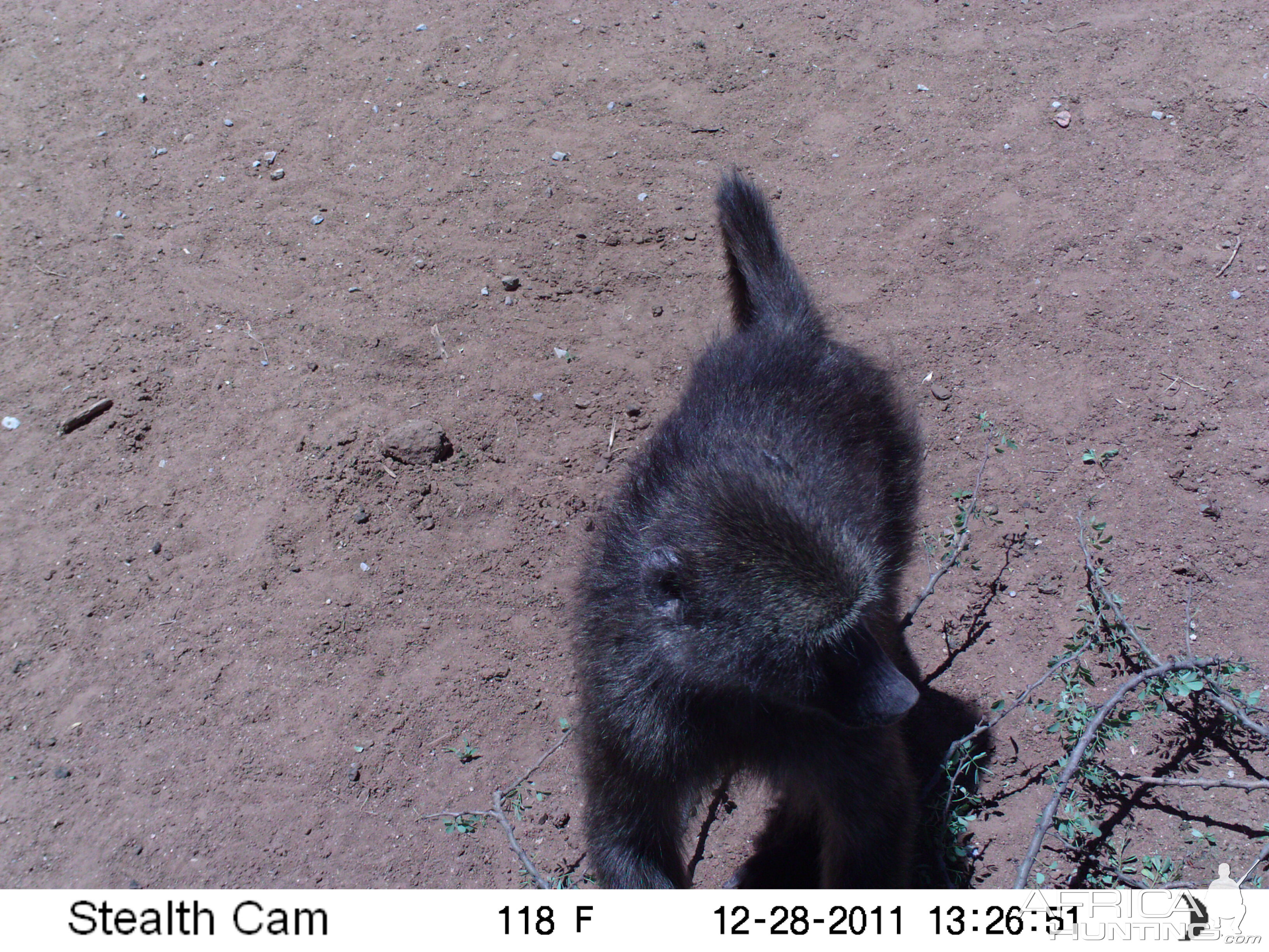 Chacma Baboon Trail Camera Namibia