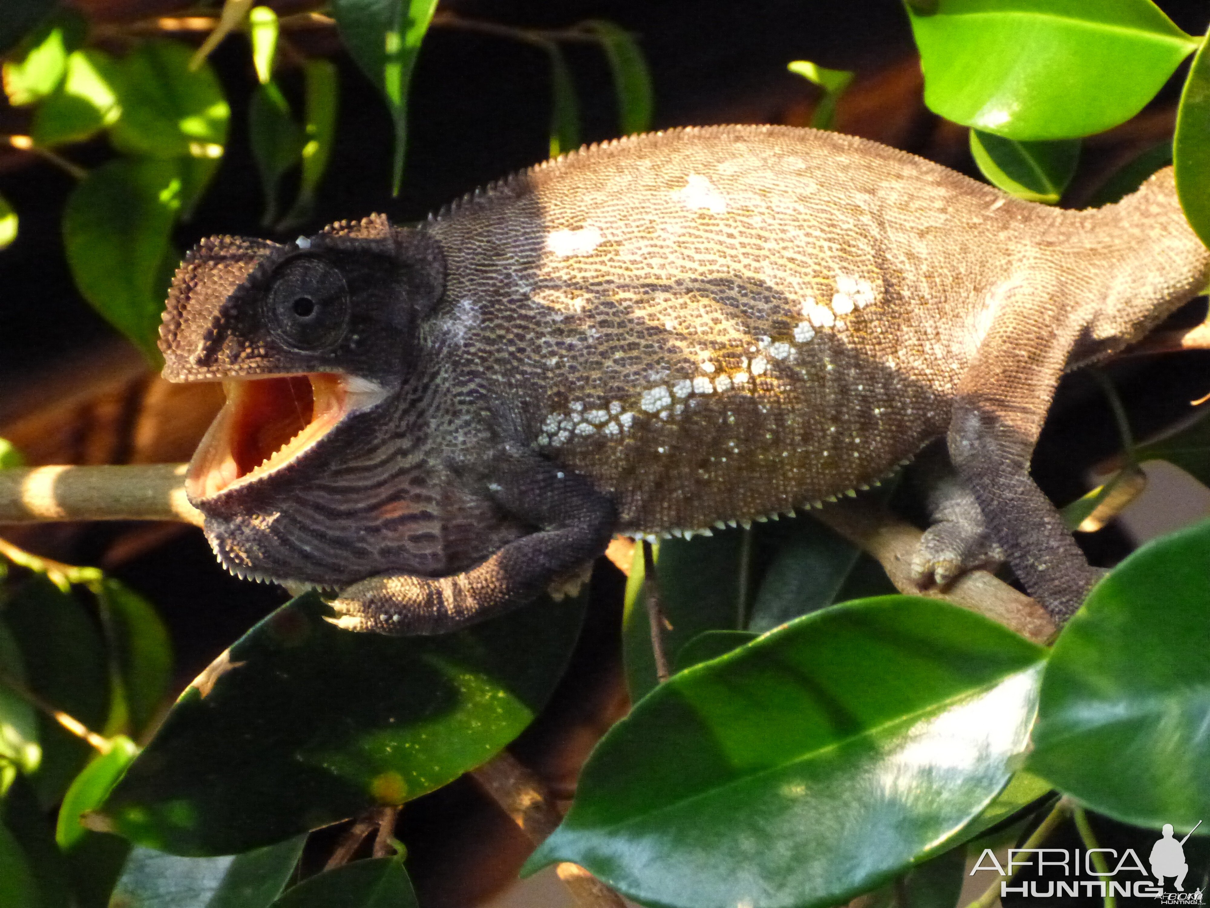 Chameleon Namibia