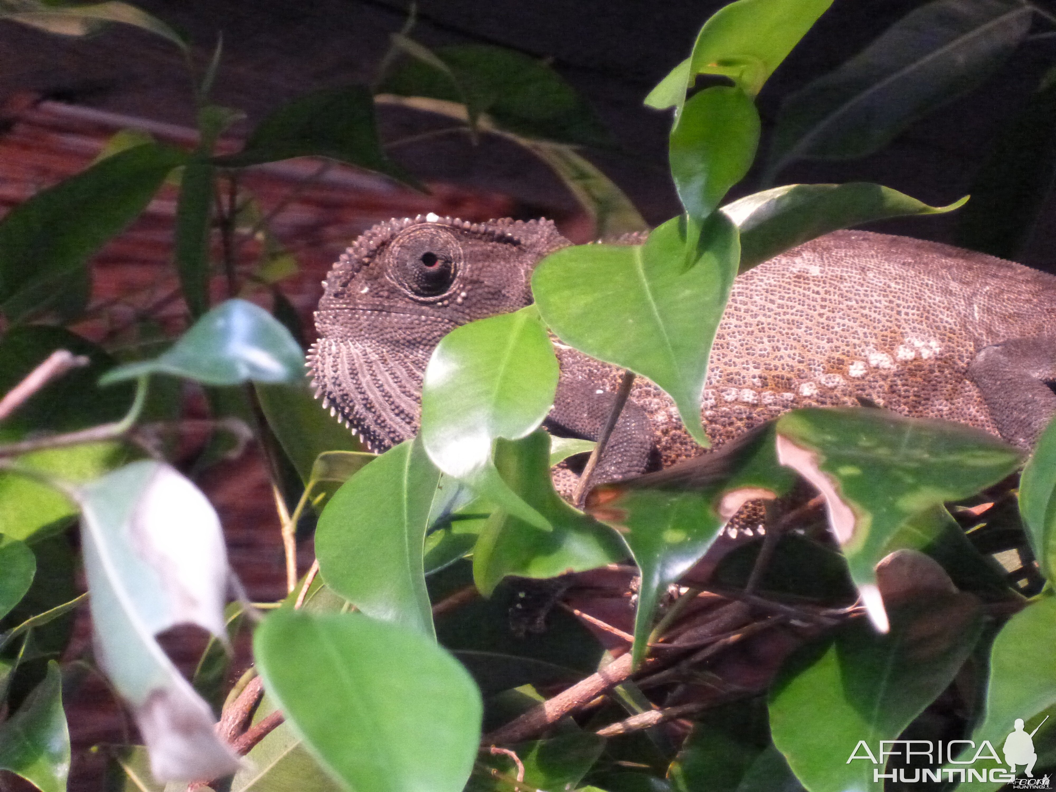 Chameleon Namibia