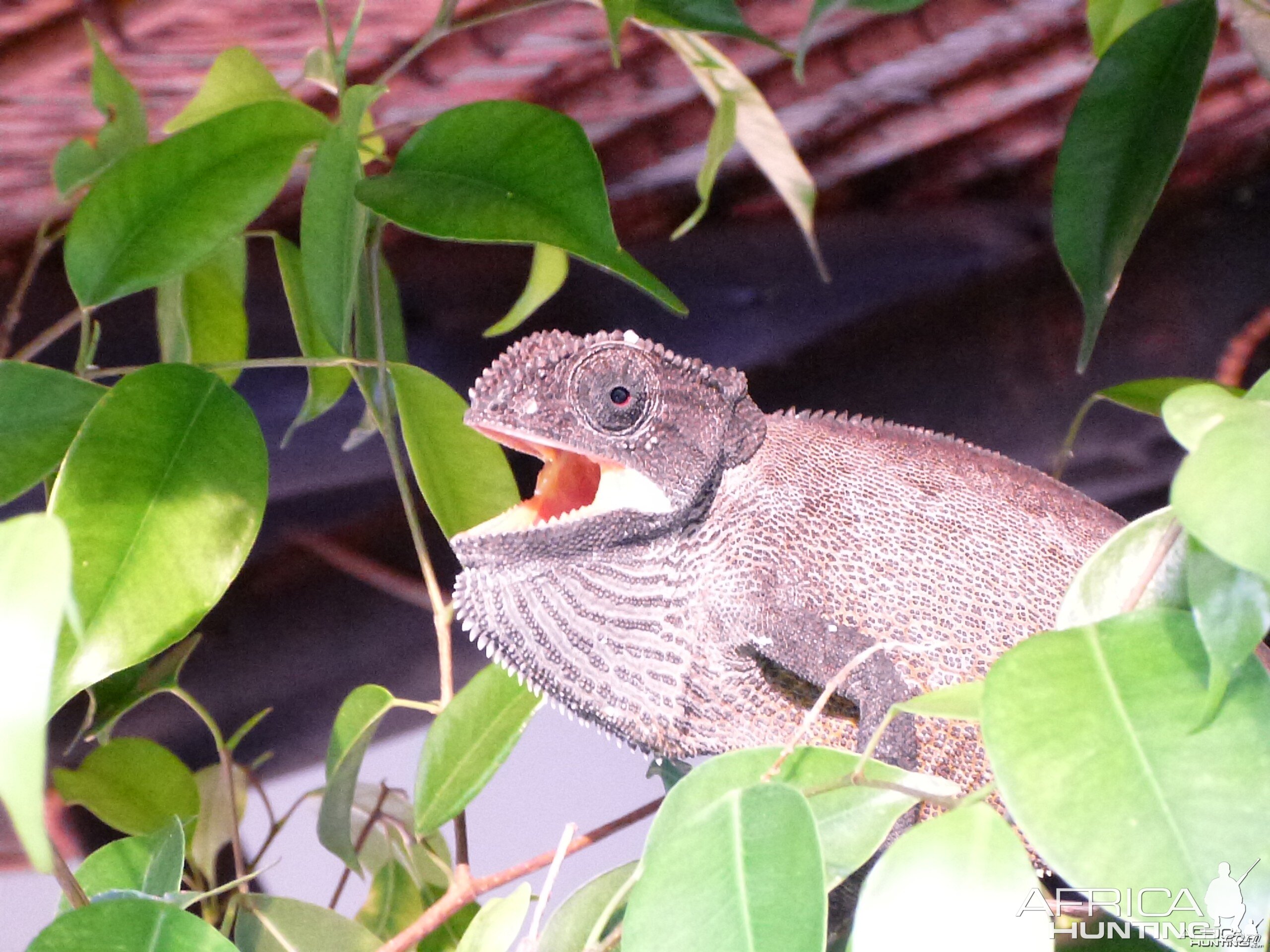 Chameleon Namibia