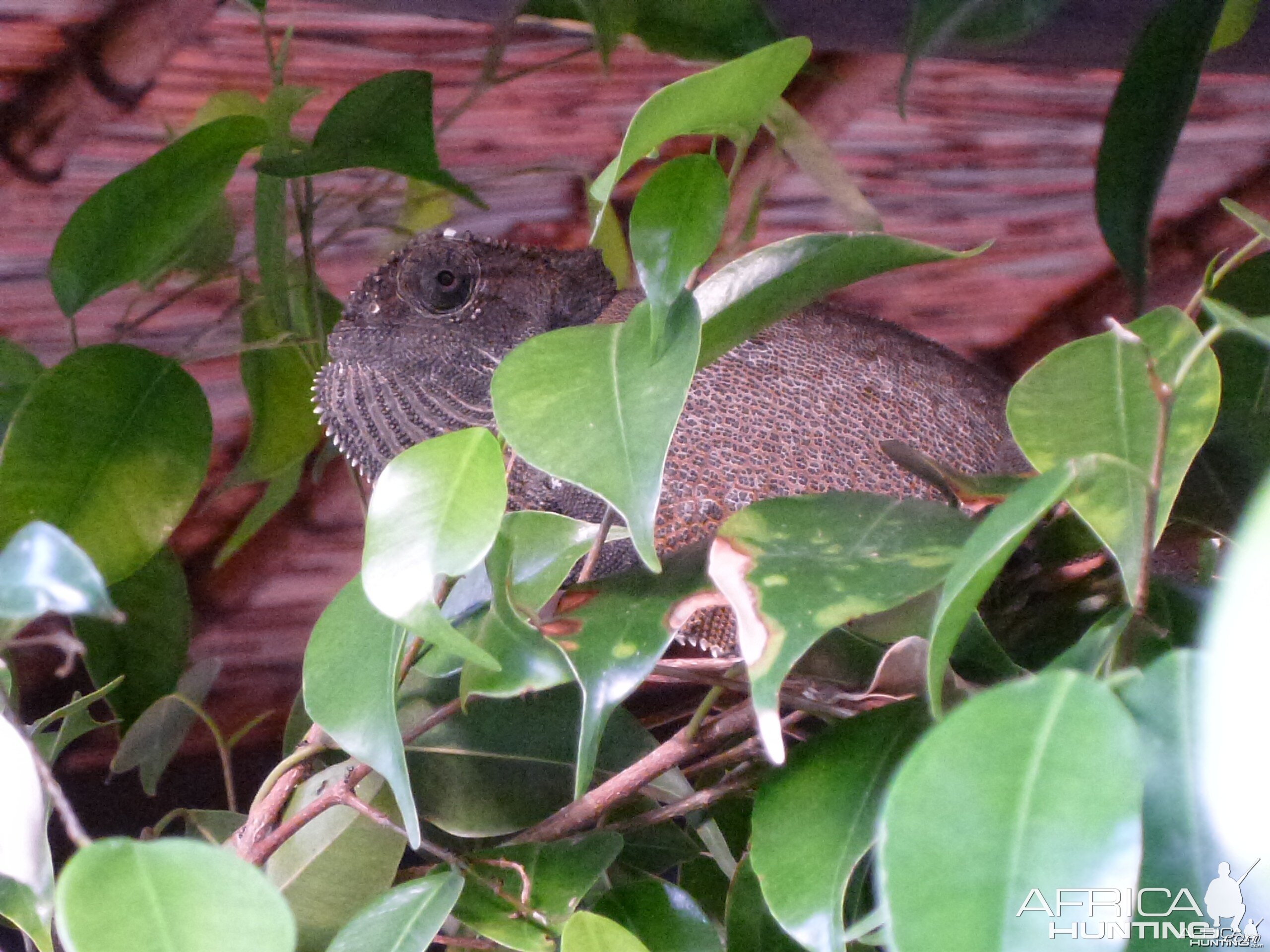 Chameleon Namibia