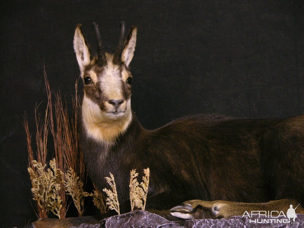 Chamois Full Mount Taxidermy