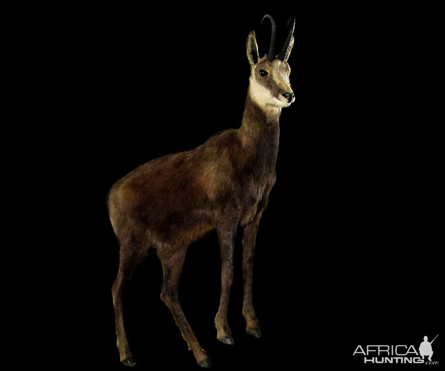 Chamois Full Mount Taxidermy