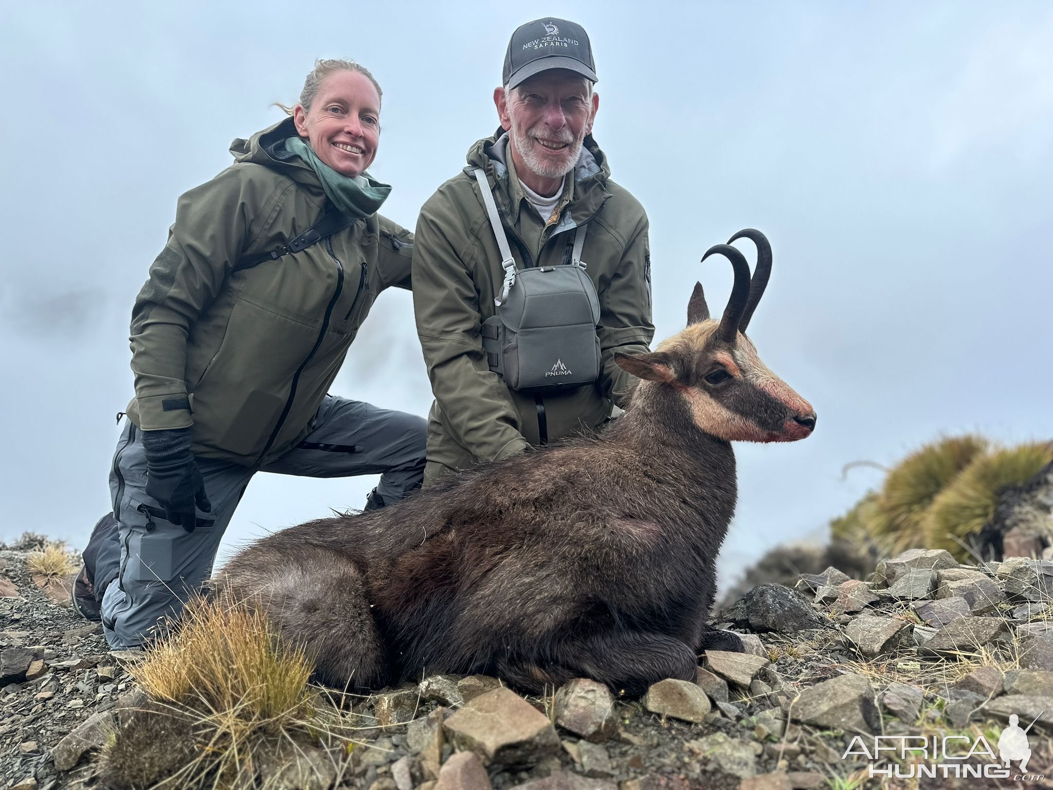 Chamois Hunt New Zealand