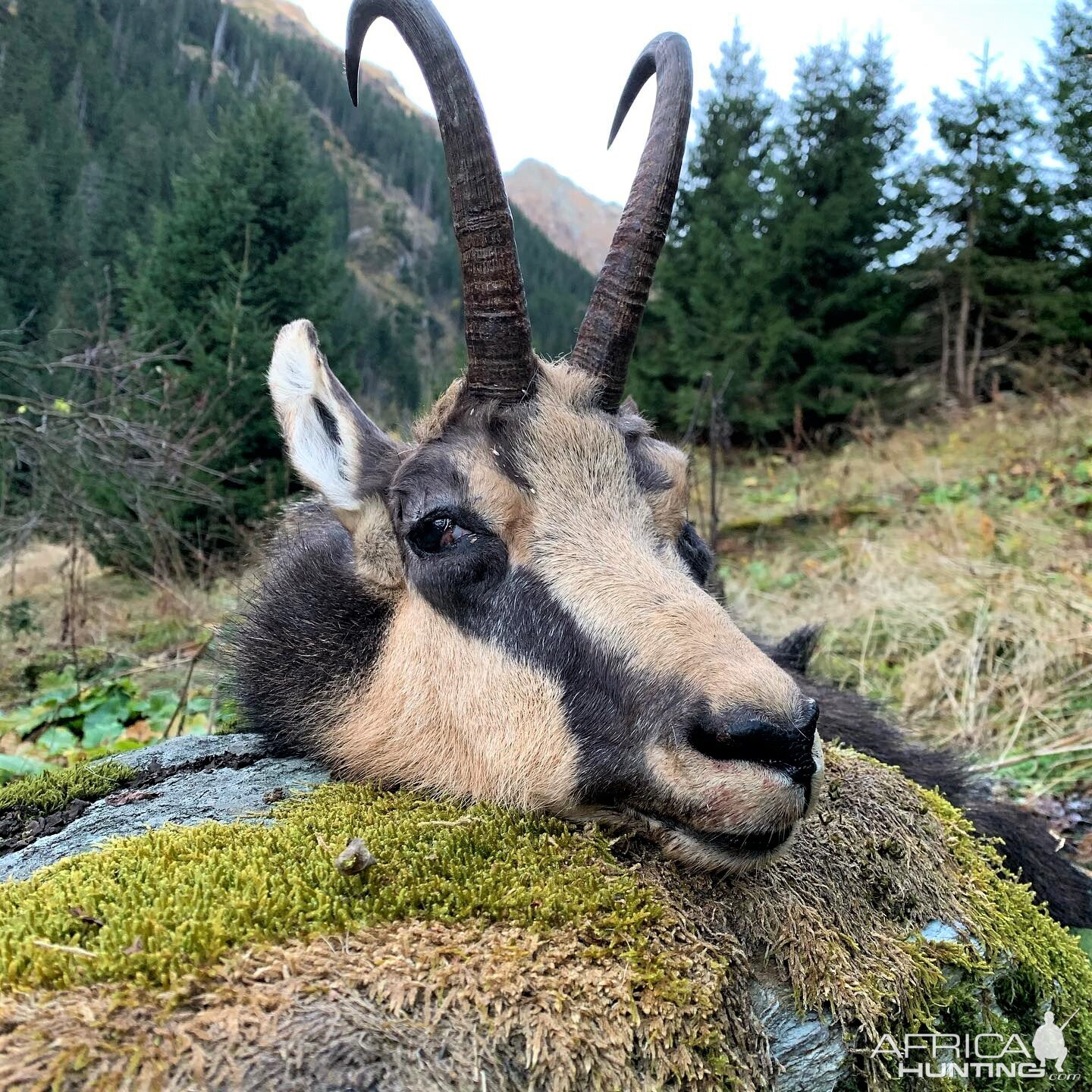 Chamois Hunting Romania