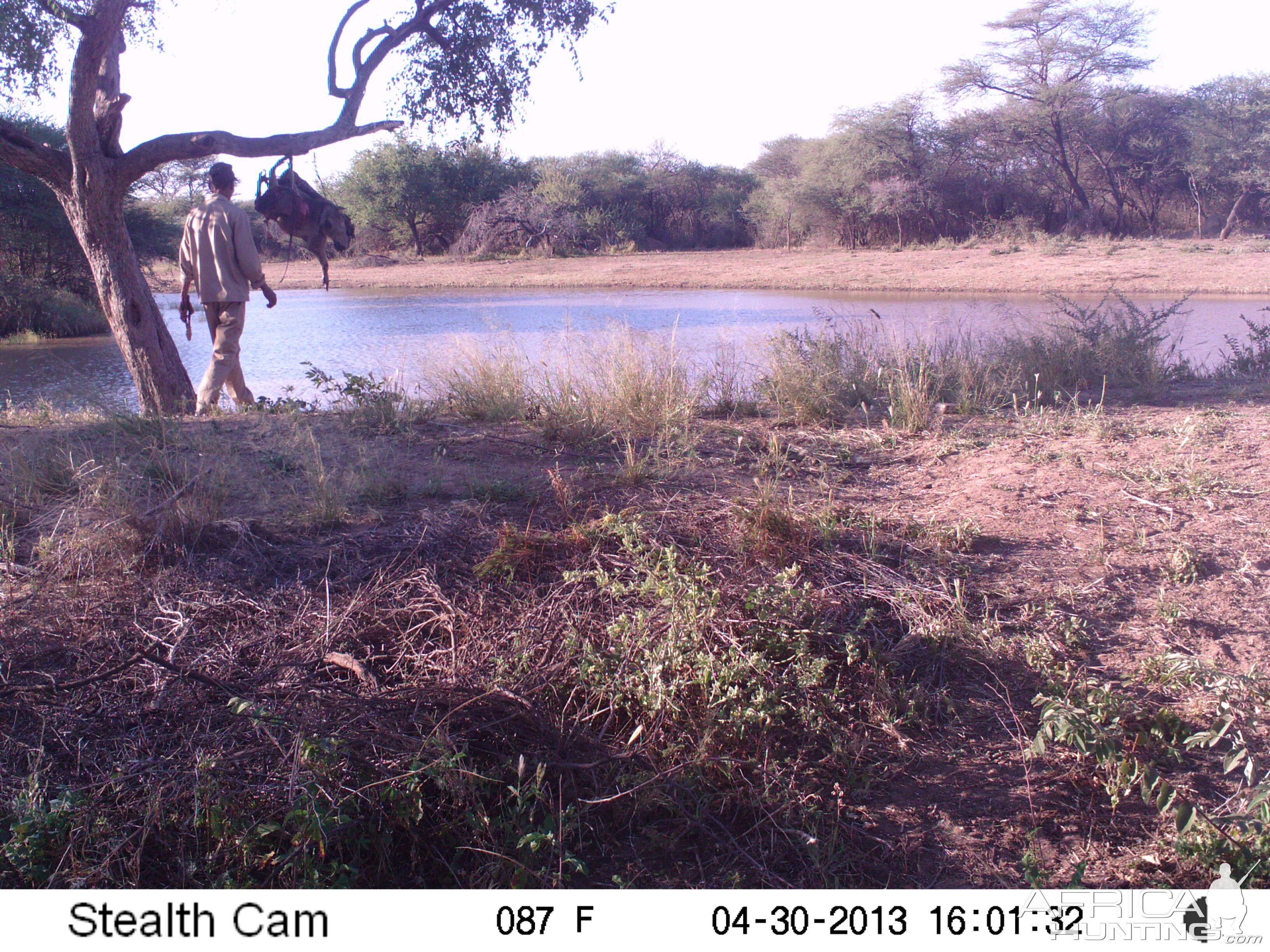 Checking Leopard Bait Trail Camera