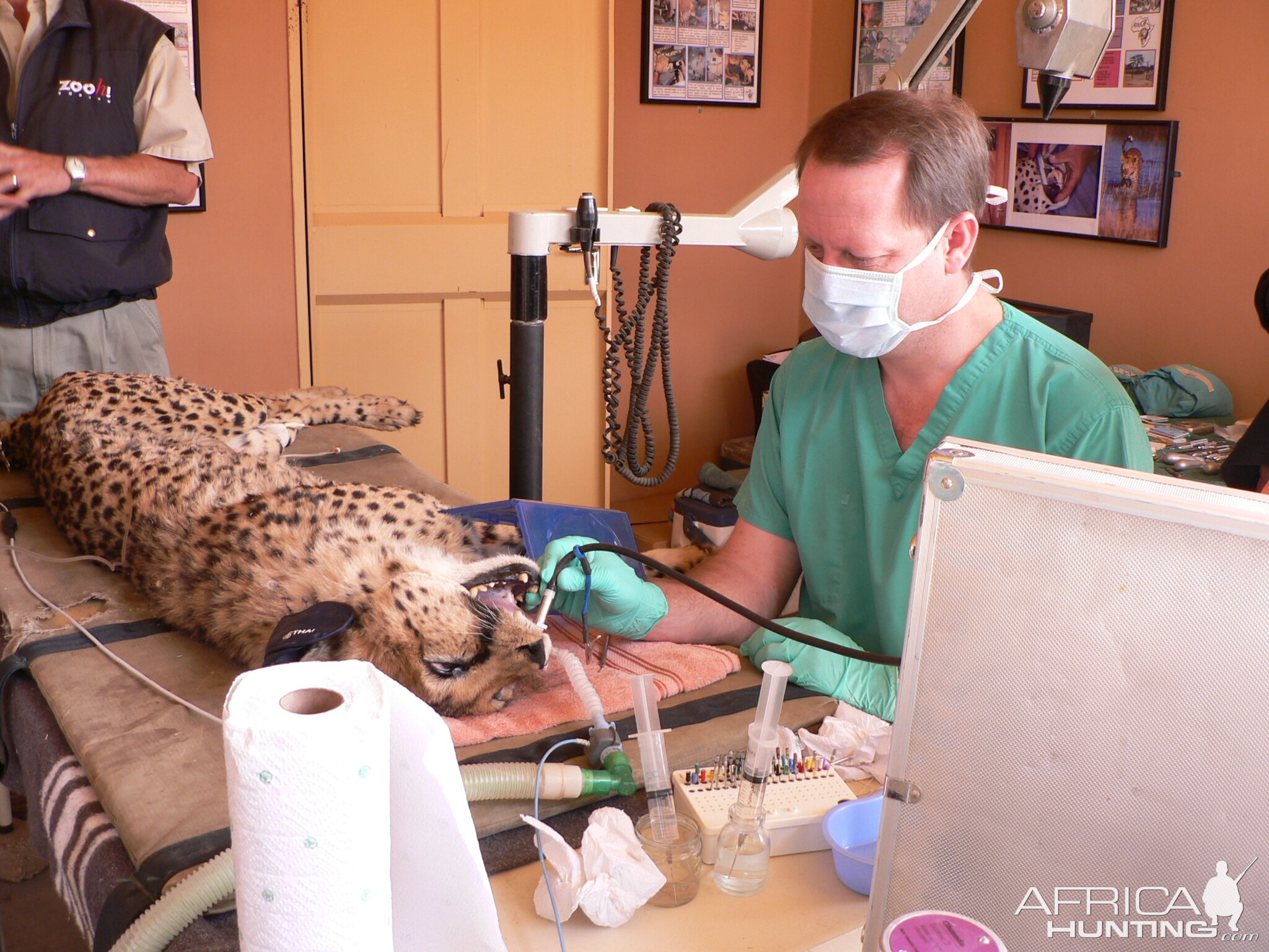 Cheetah at the Cheetah Conservation Fund in Namibia