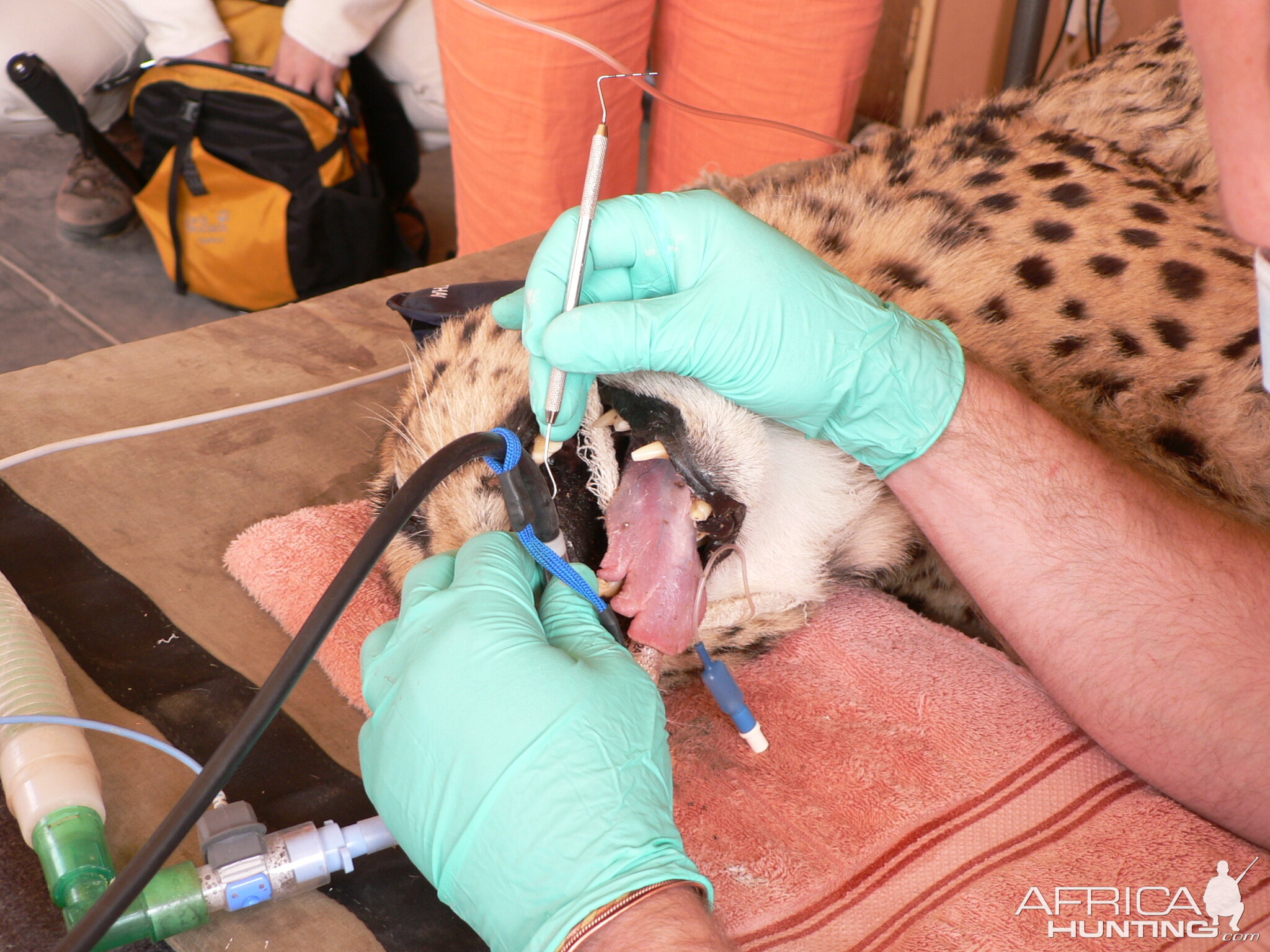 Cheetah at the Cheetah Conservation Fund in Namibia