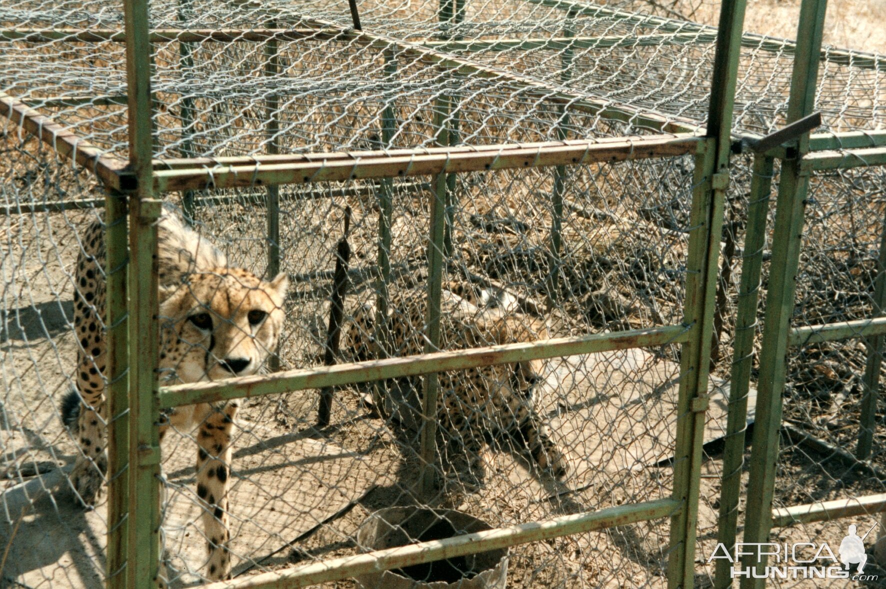 Cheetah Capture Namibia