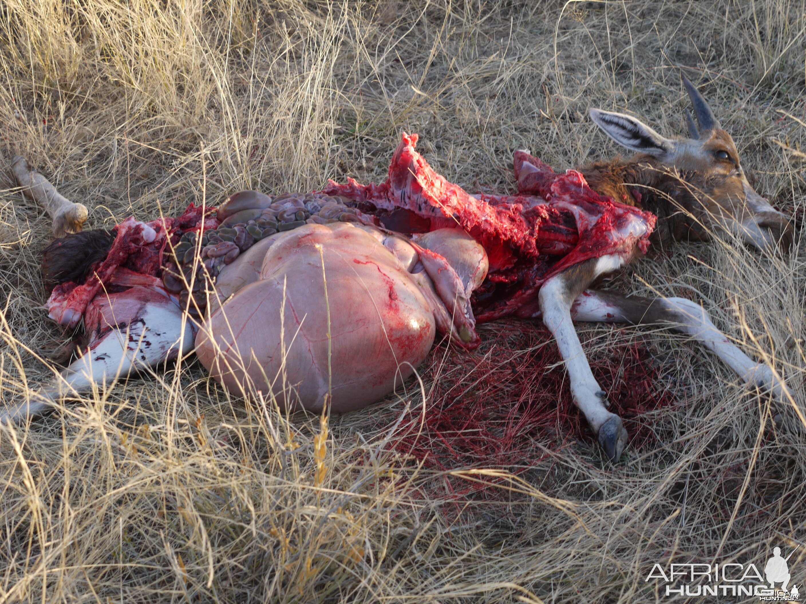 Cheetah fresh young Blesbok kill