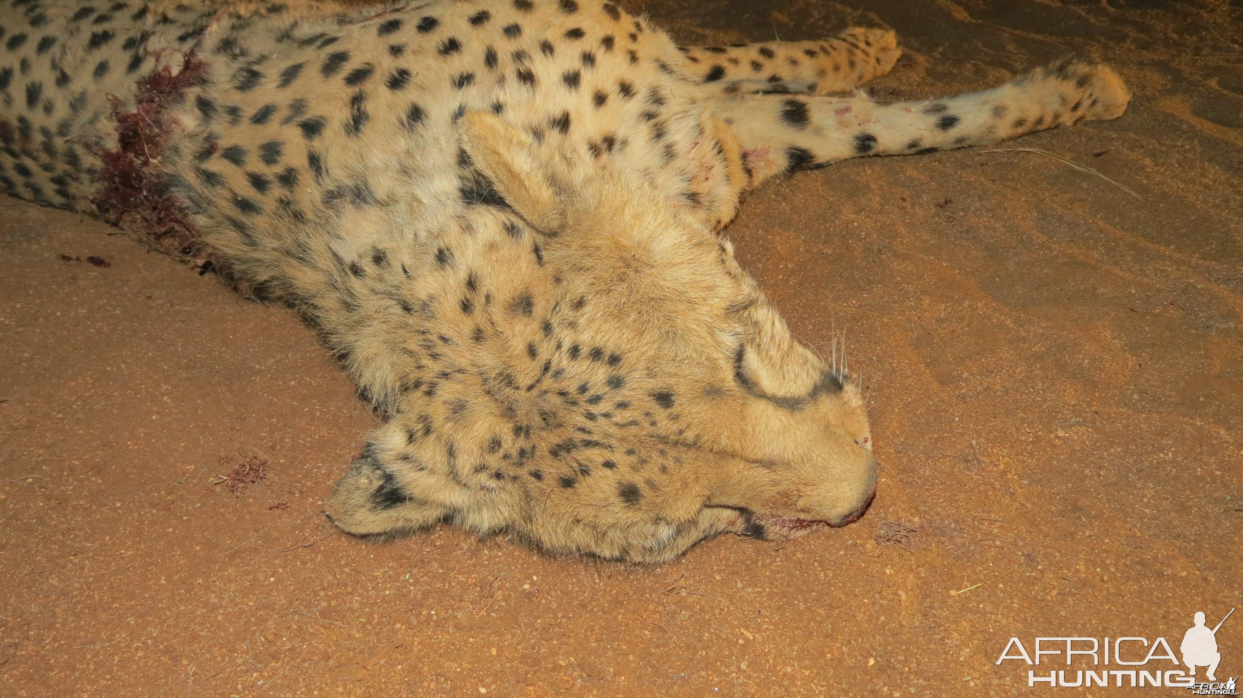 Cheetah head