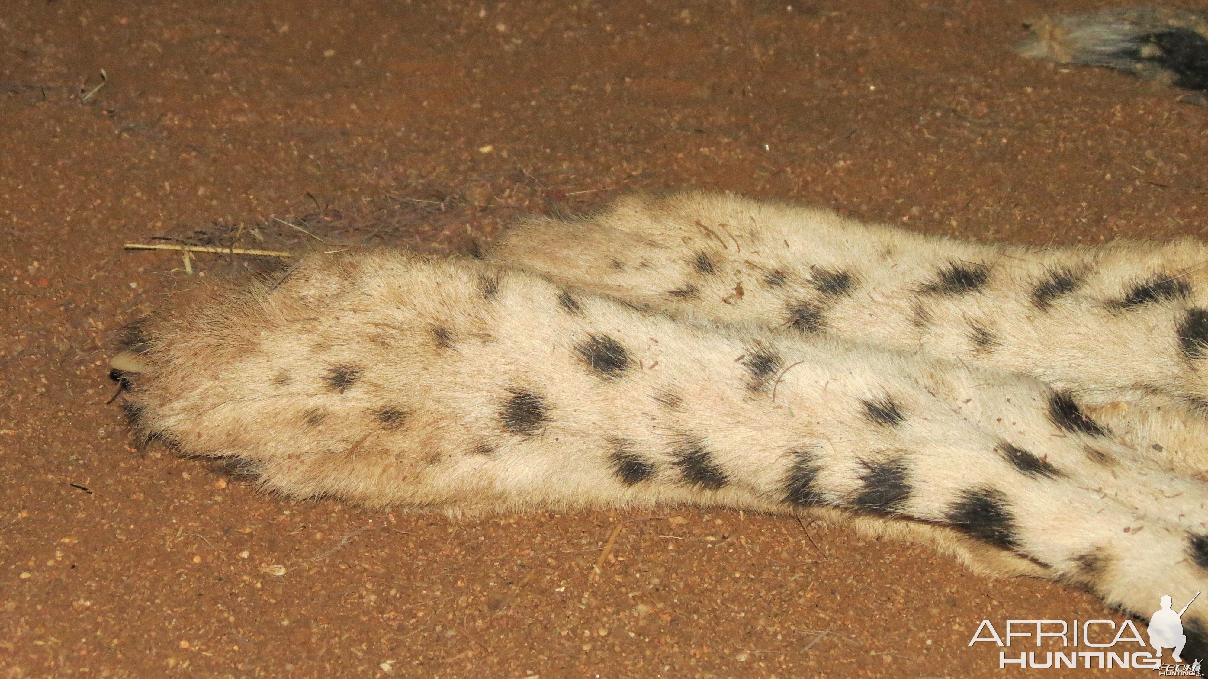 Cheetah hind paws