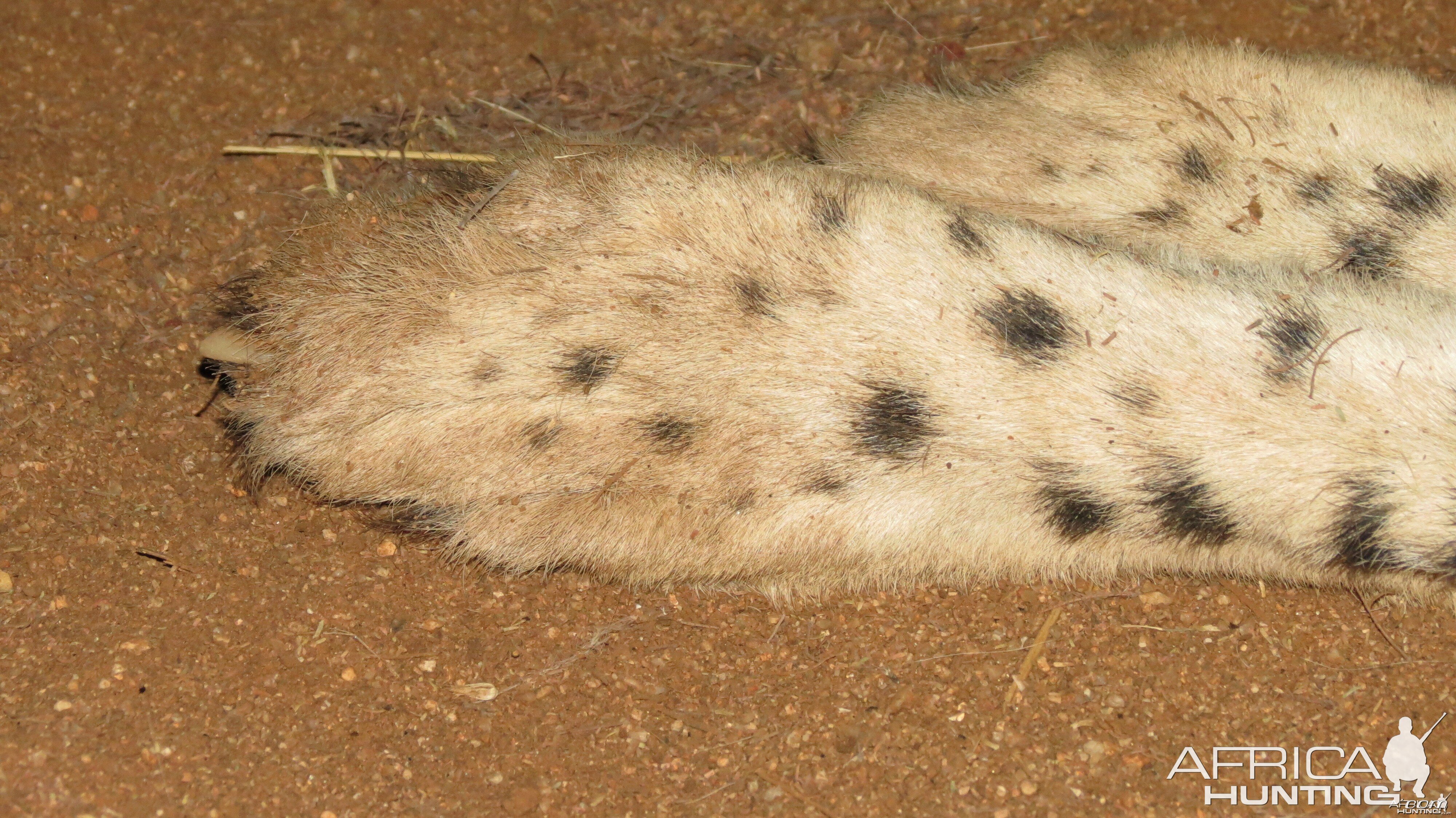 Cheetah hind paws