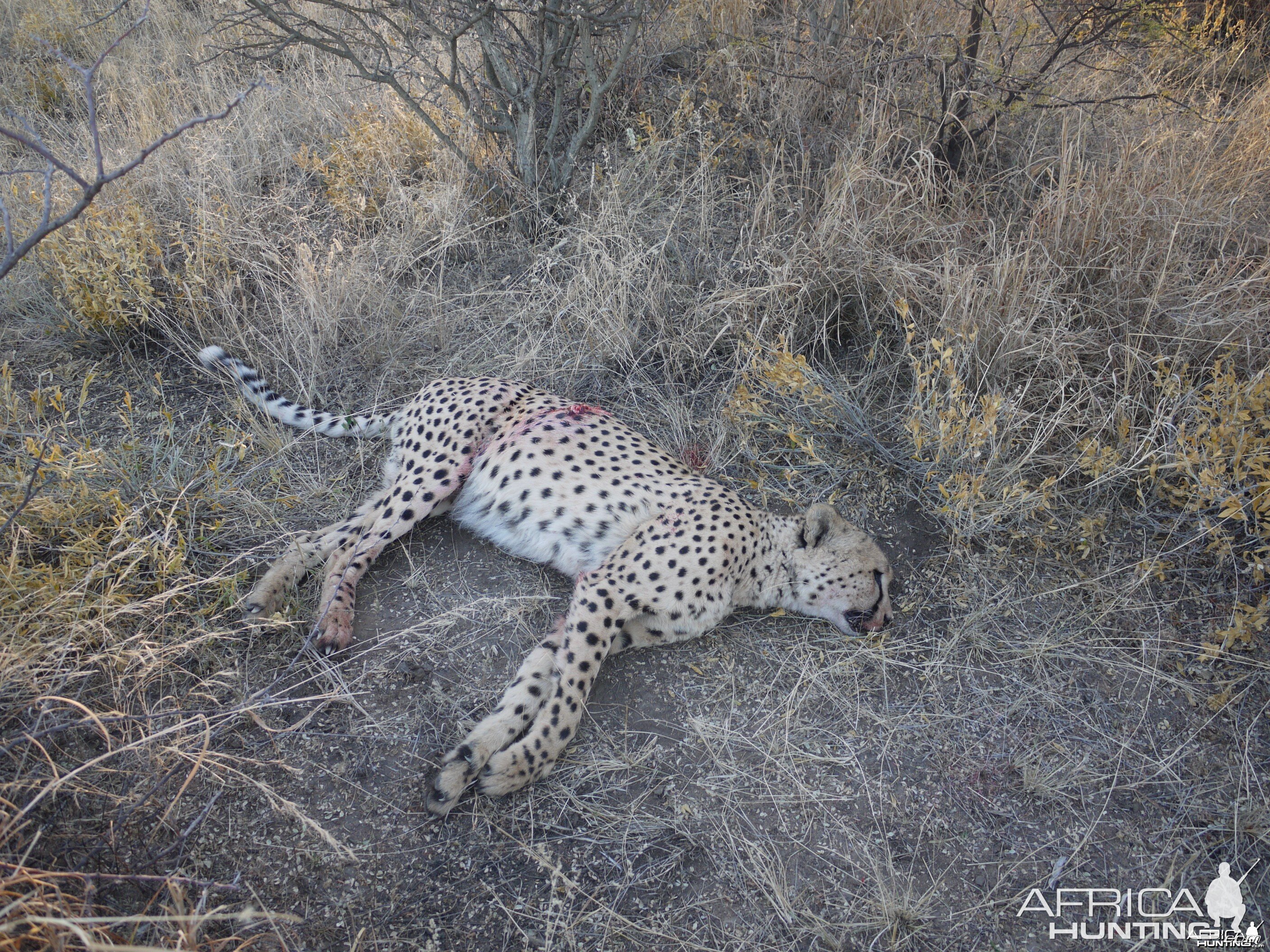 Cheetah hunted with Ozondjahe Hunting Safaris Namibia