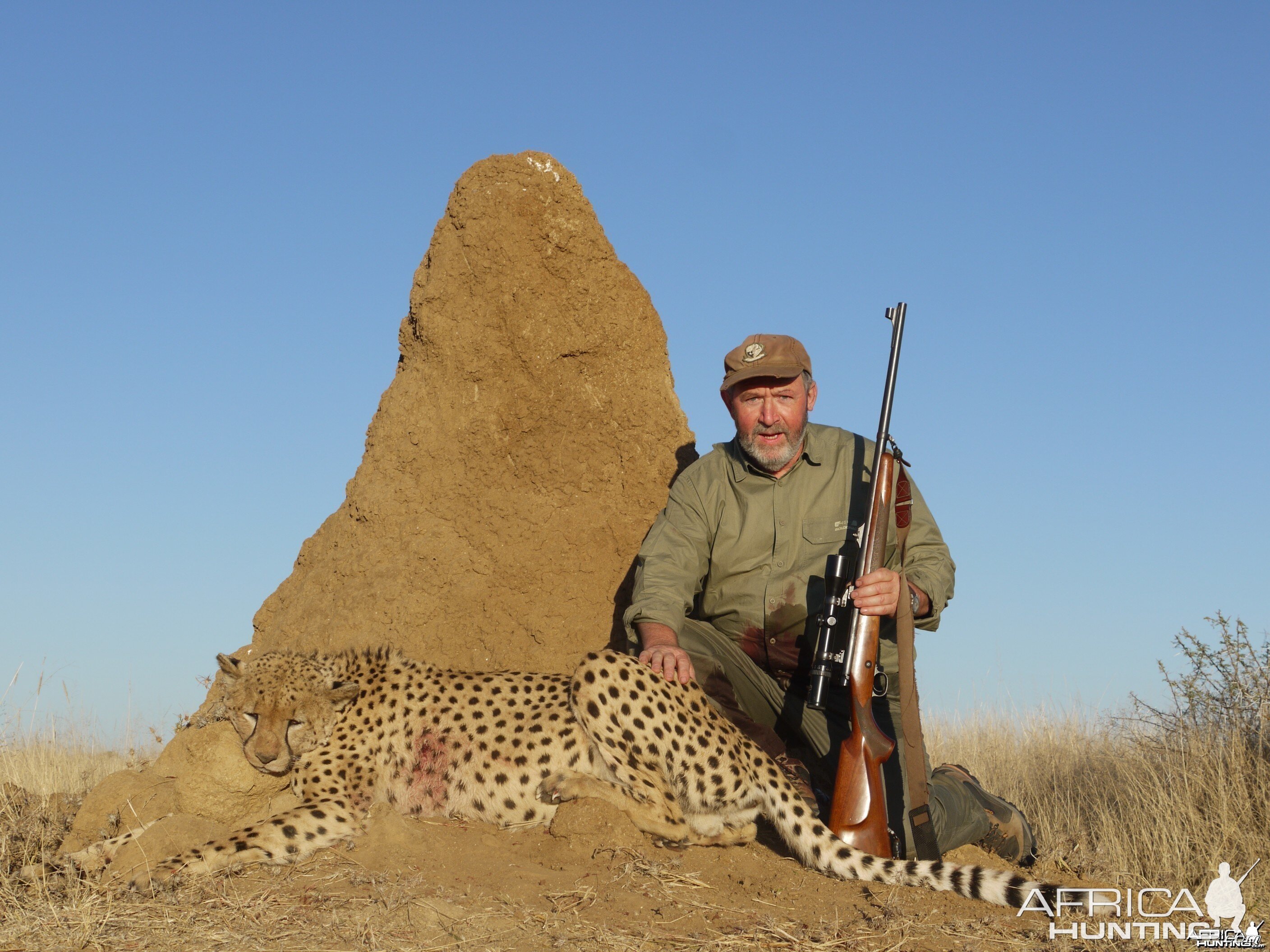 Cheetah hunted with Ozondjahe Hunting Safaris Namibia