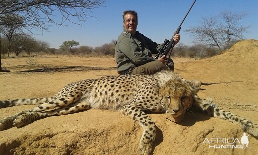 Cheetah Hunting in Namibia