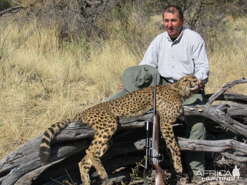 Cheetah Hunting in Namibia