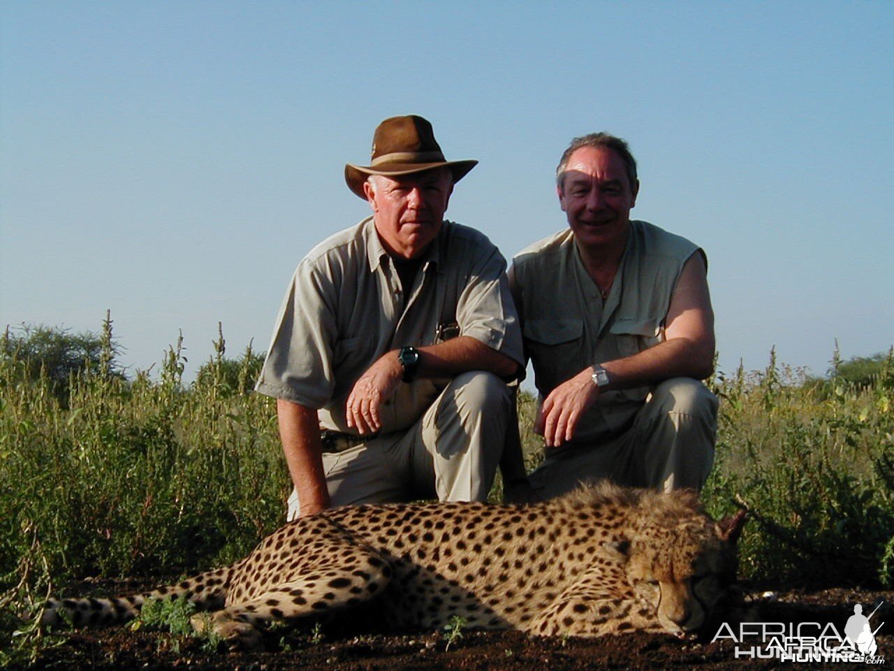 Cheetah Hunting Namibia