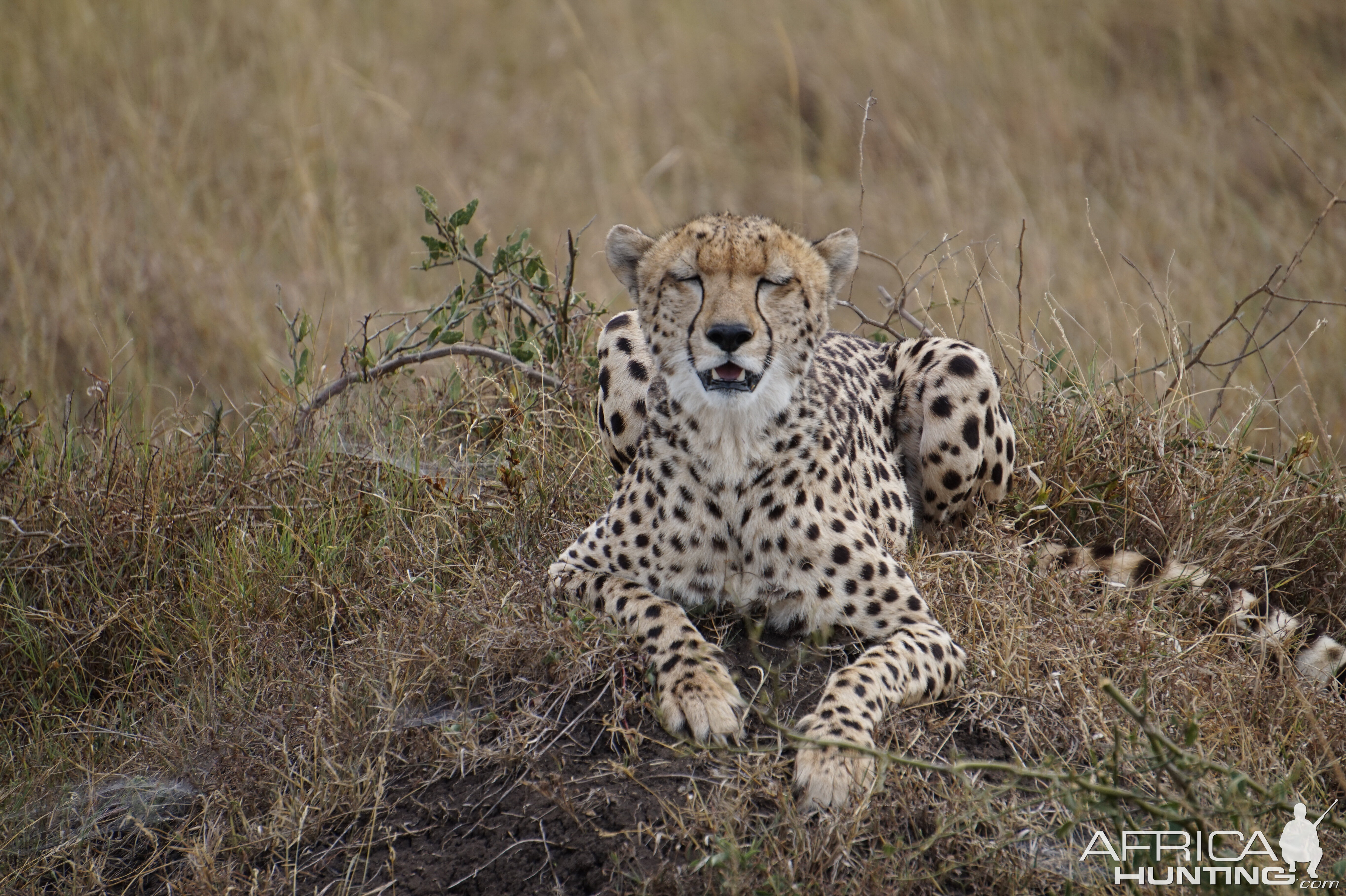 Cheetah Kenya Maasai Mara Photo Safari