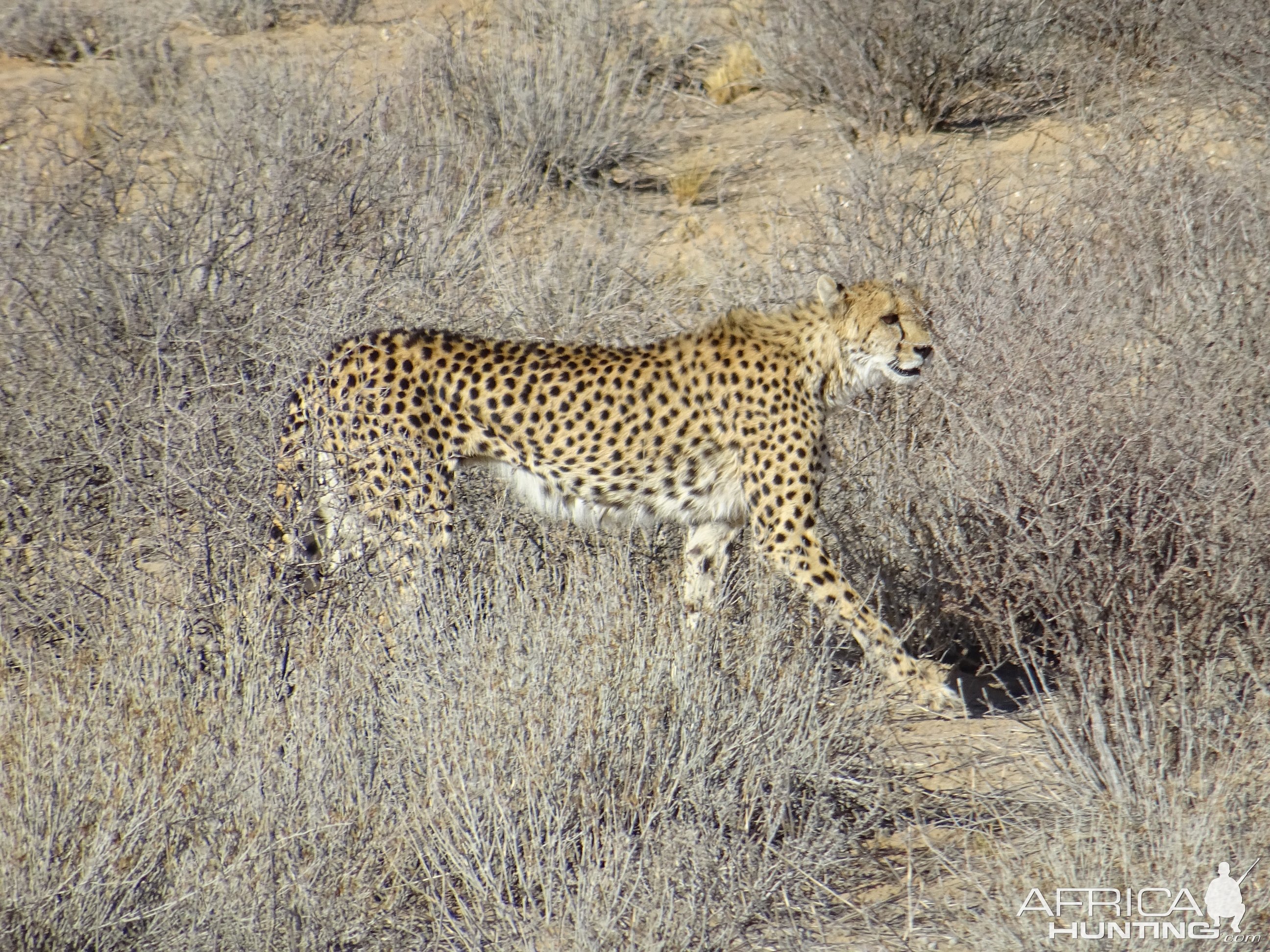 Cheetah Kgalagadi Gemsbok Park South Africa