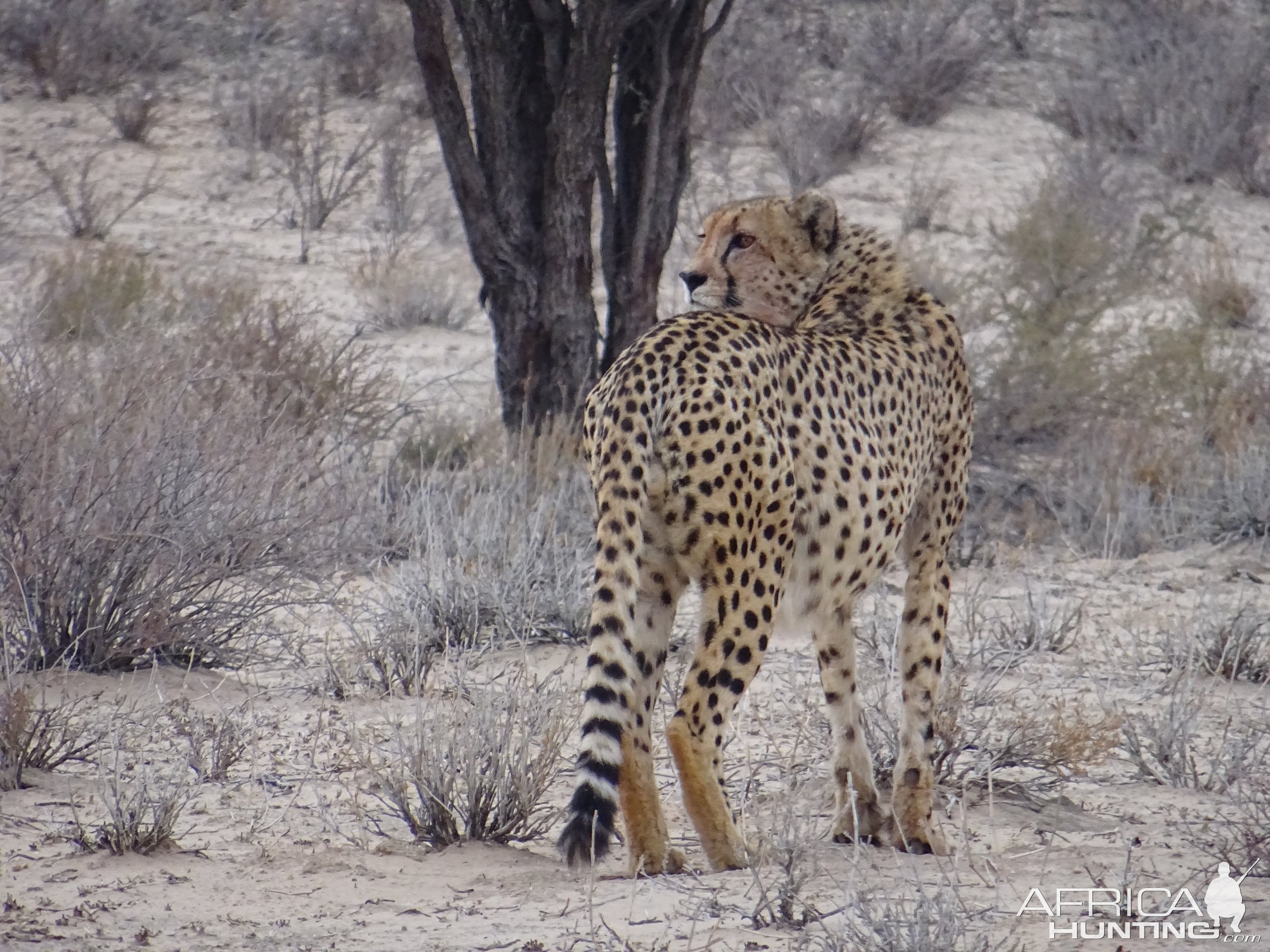 Cheetah Kgalagadi Gemsbok Park South Africa