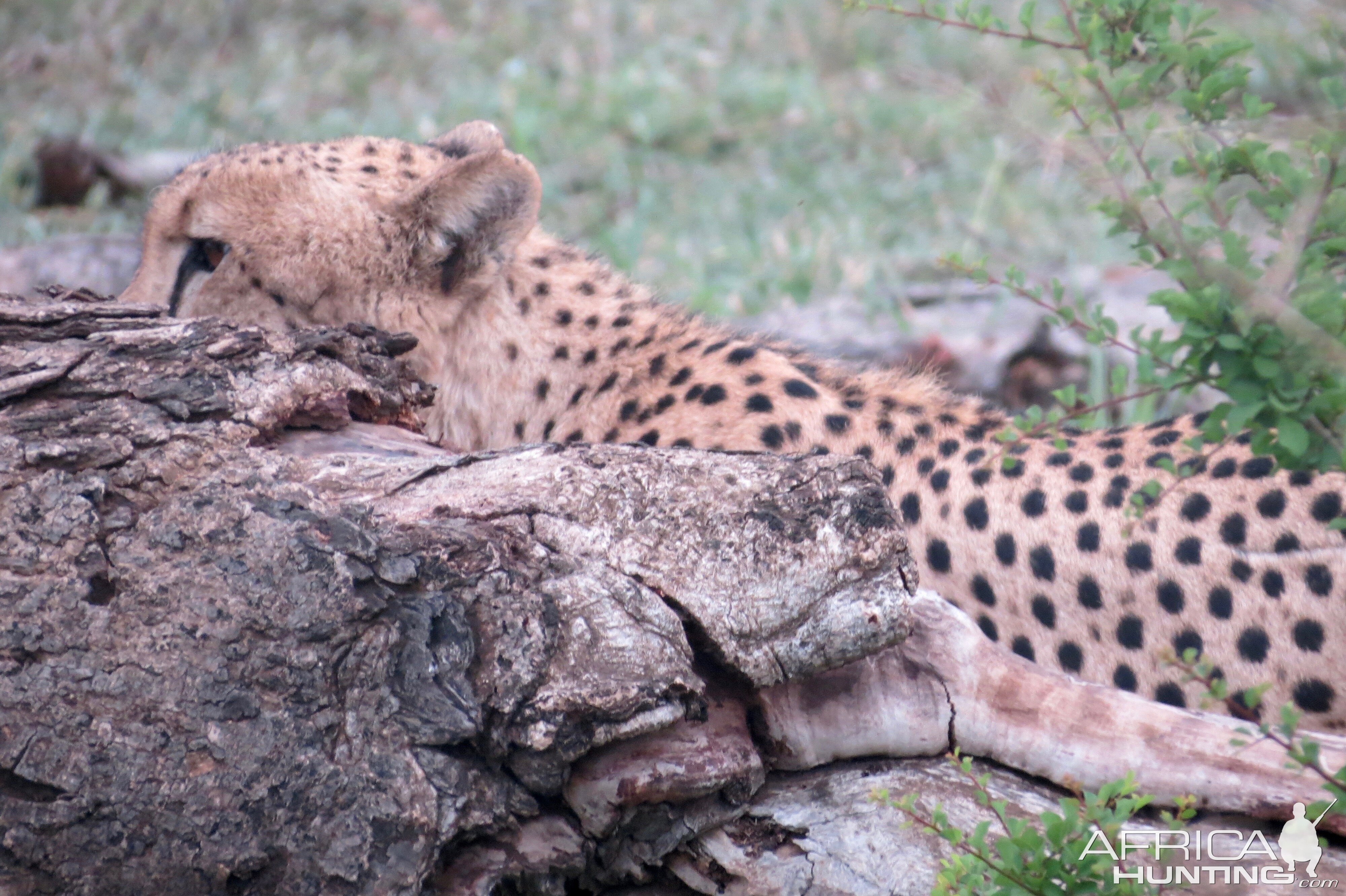 Cheetah Kruger National Park Sightseeing South Africa