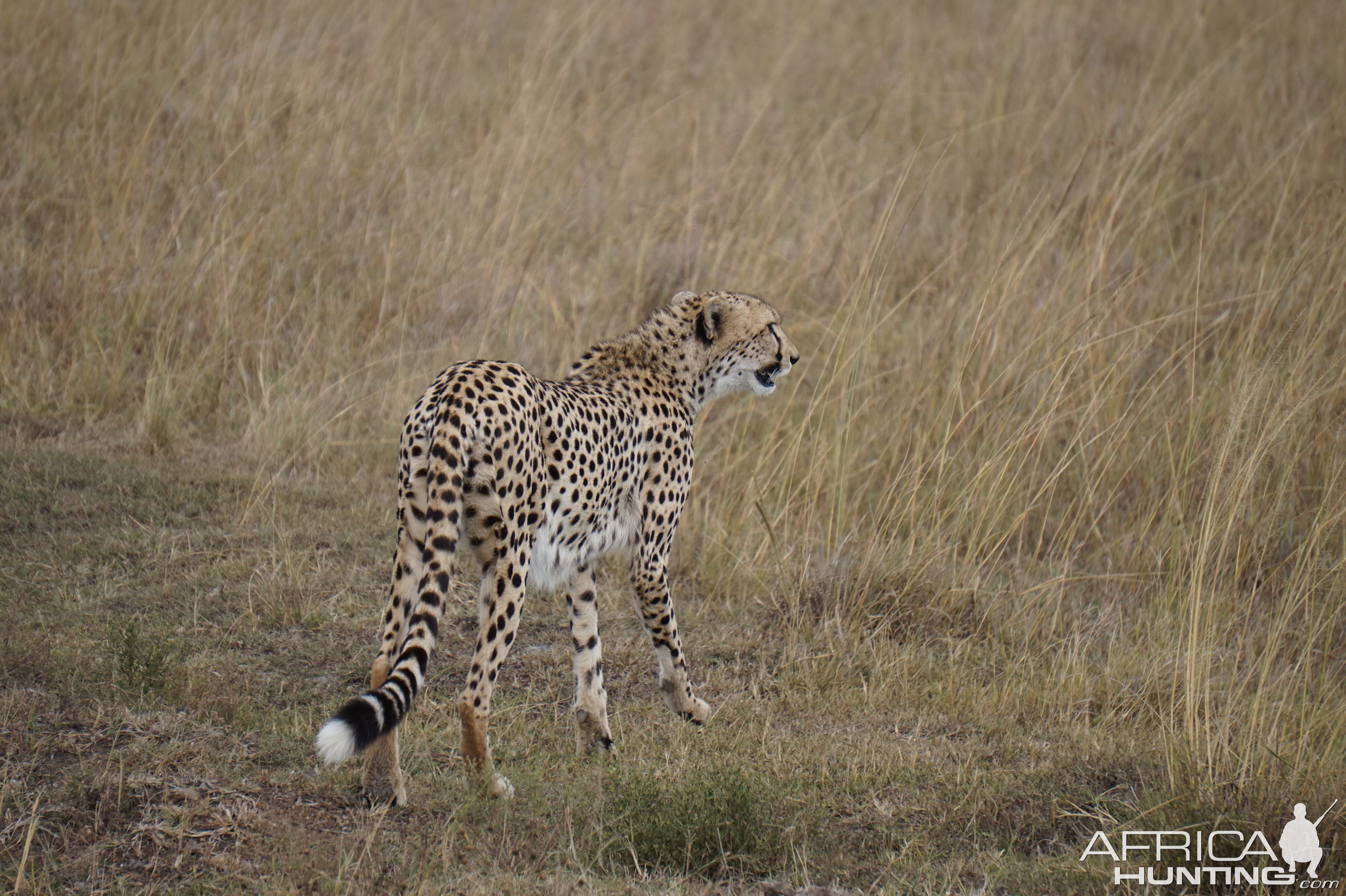 Cheetah Maasai Mara Photo Safari Kenya