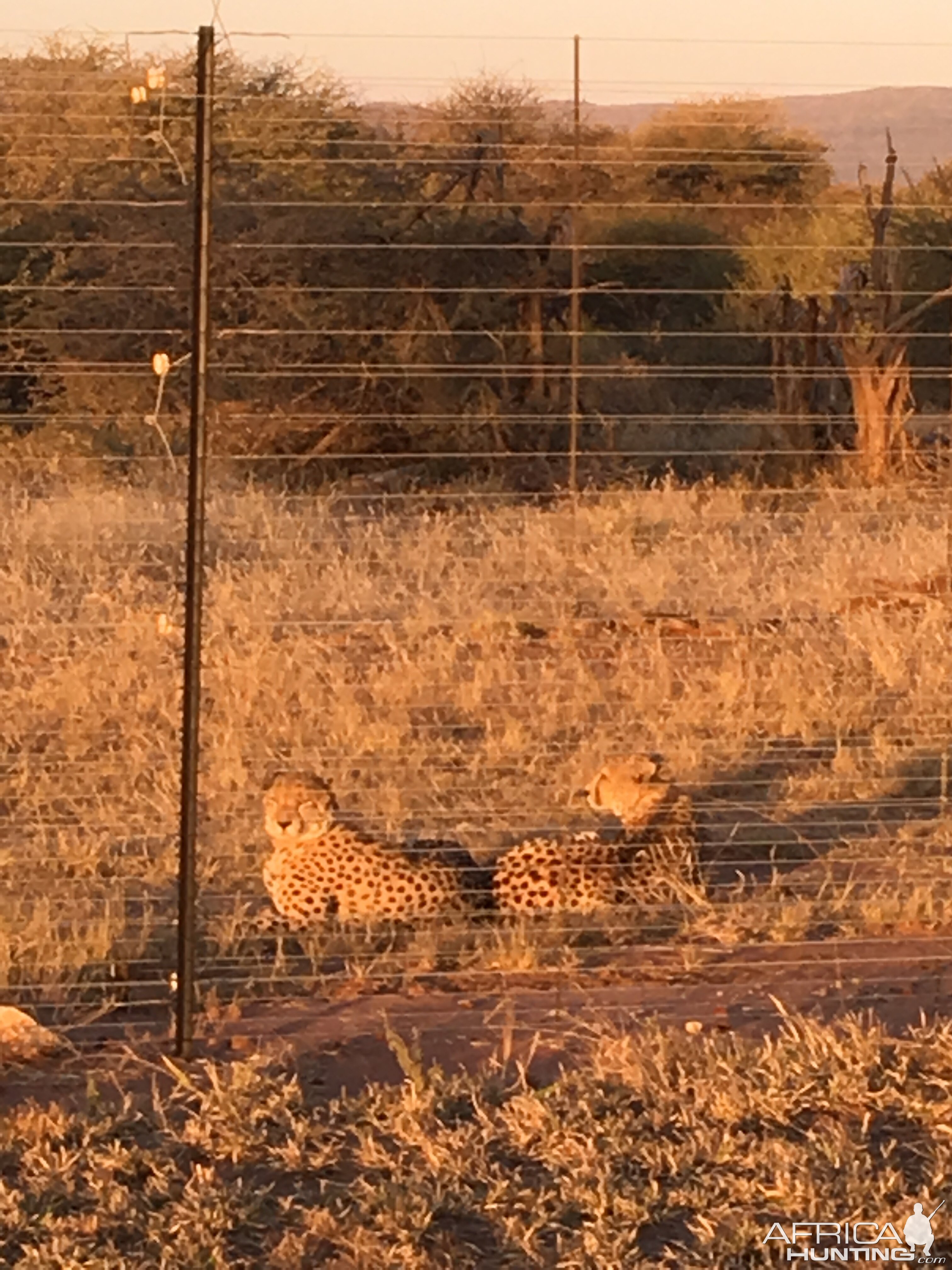 Cheetah Marakele National Park South Africa