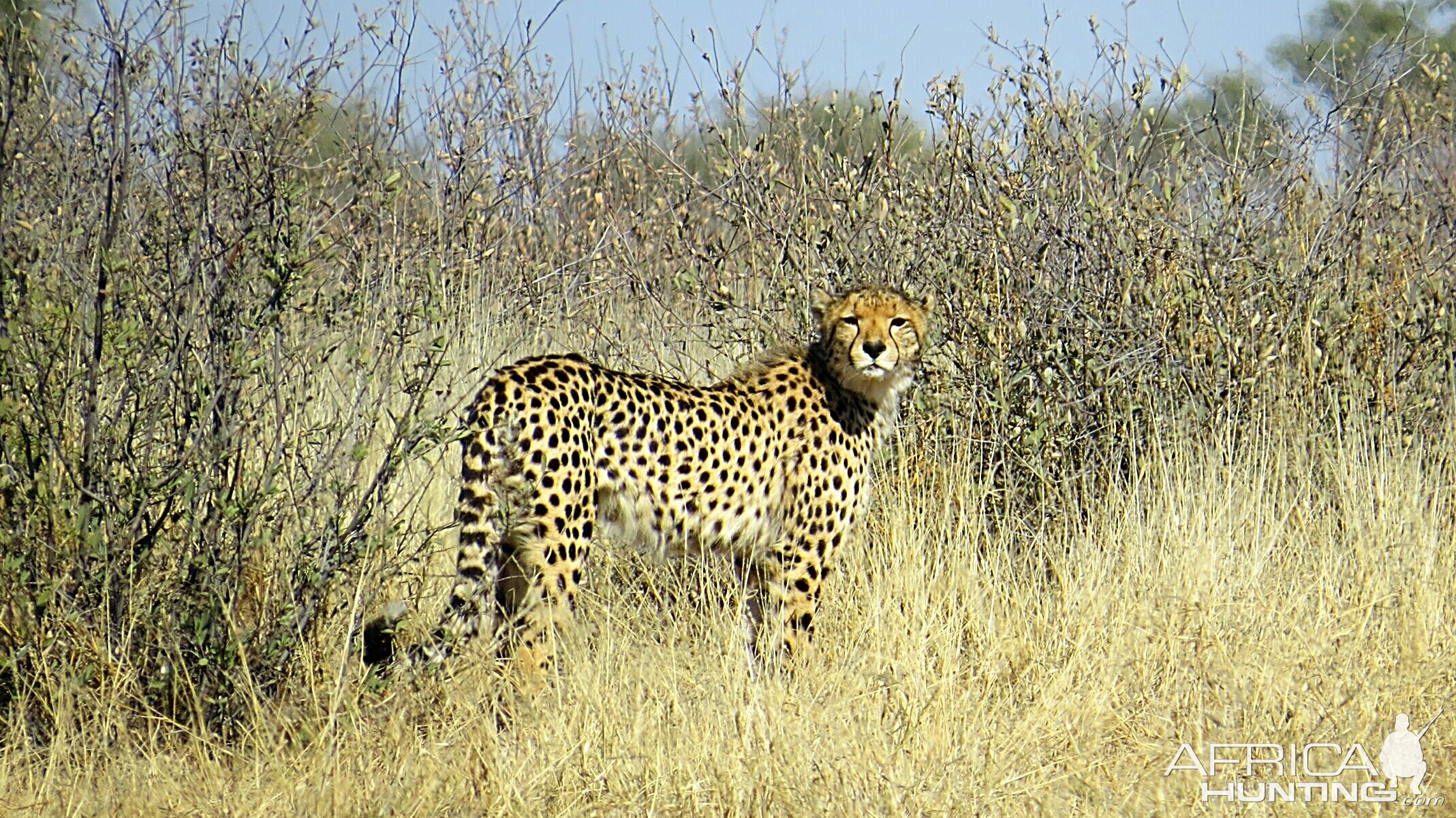 Cheetah on the hunt