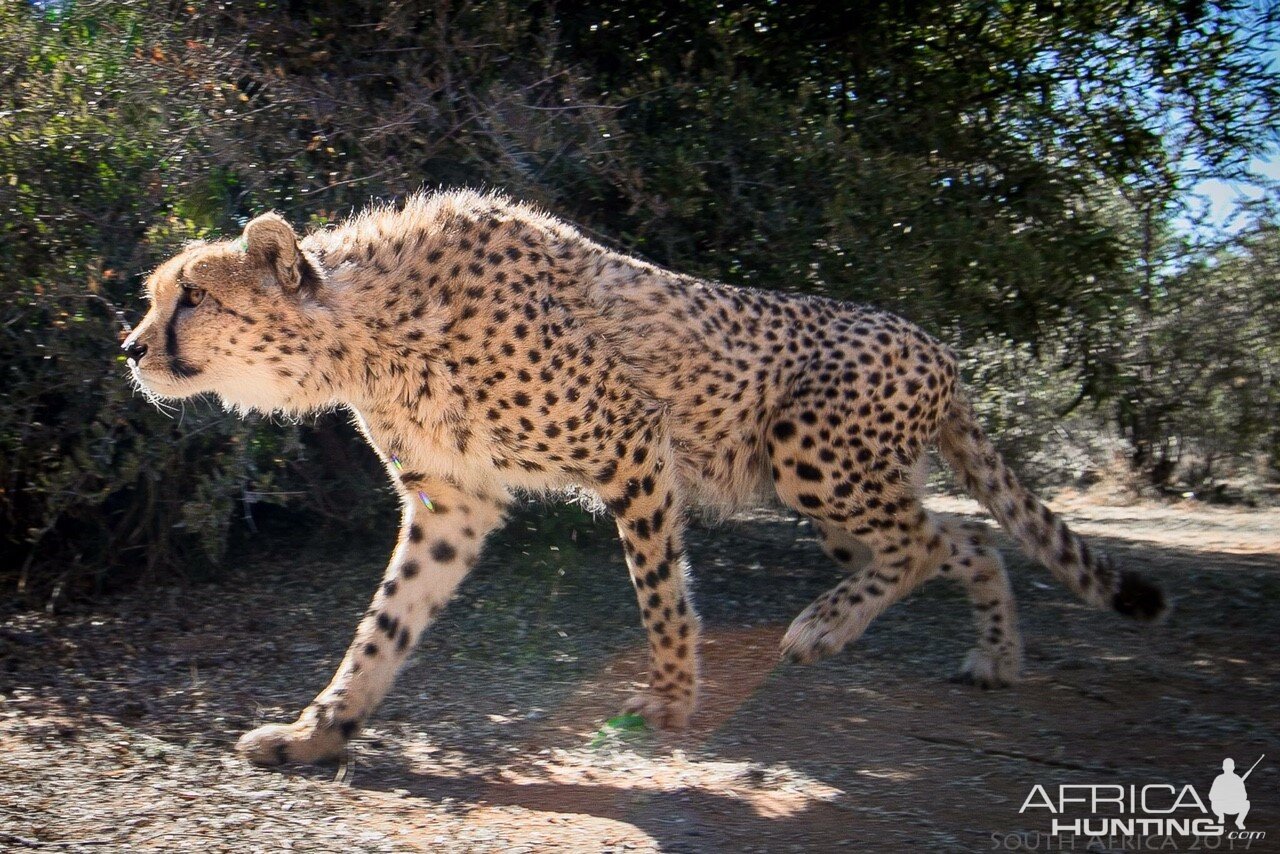 Cheetah South Africa