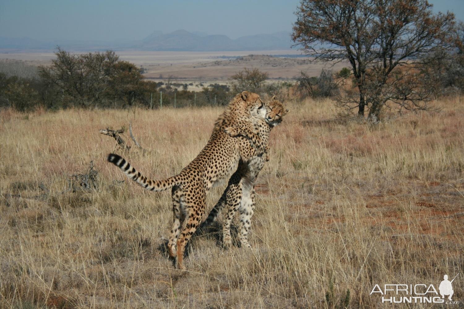 Cheetah South Africa