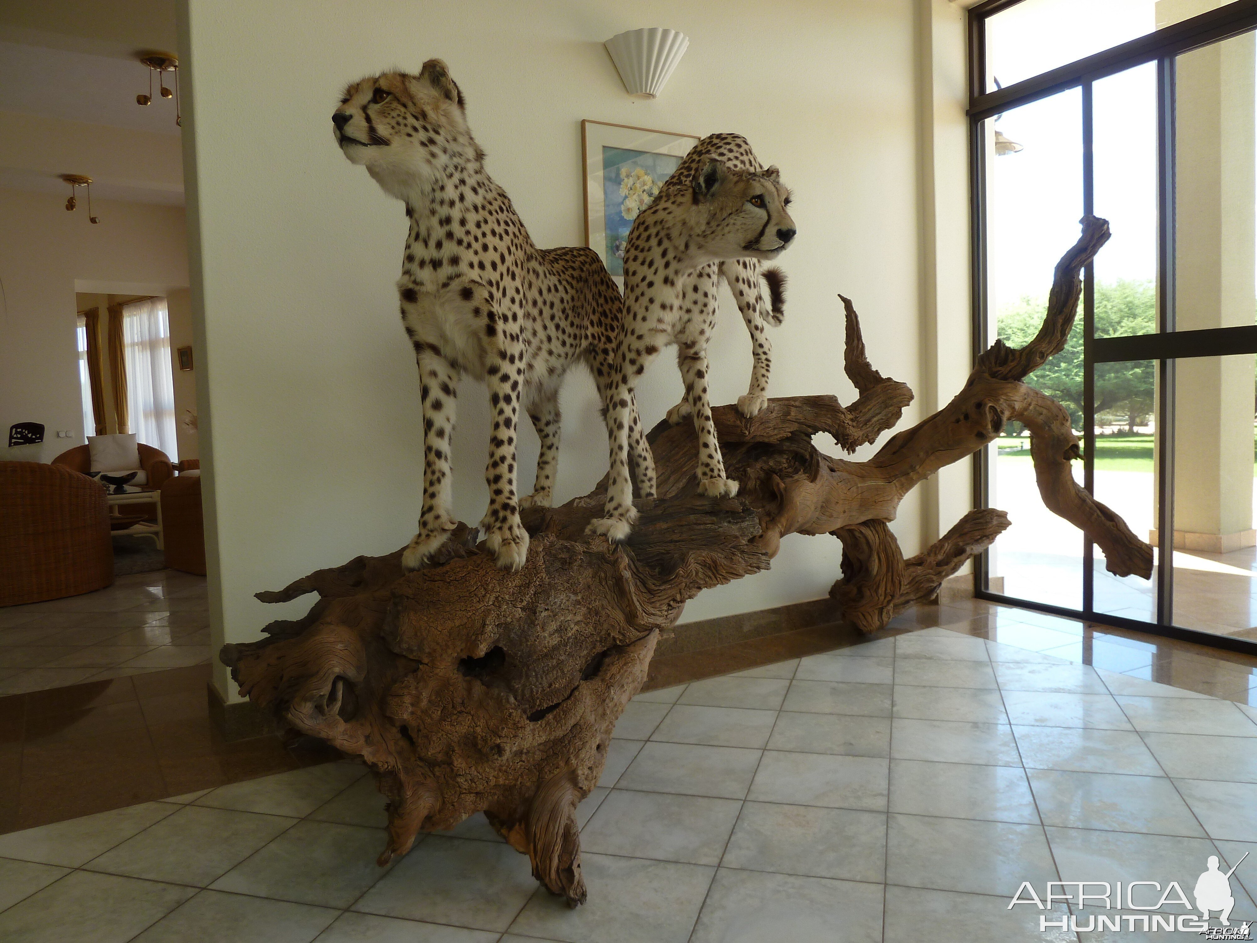 Cheetah Taxidermy